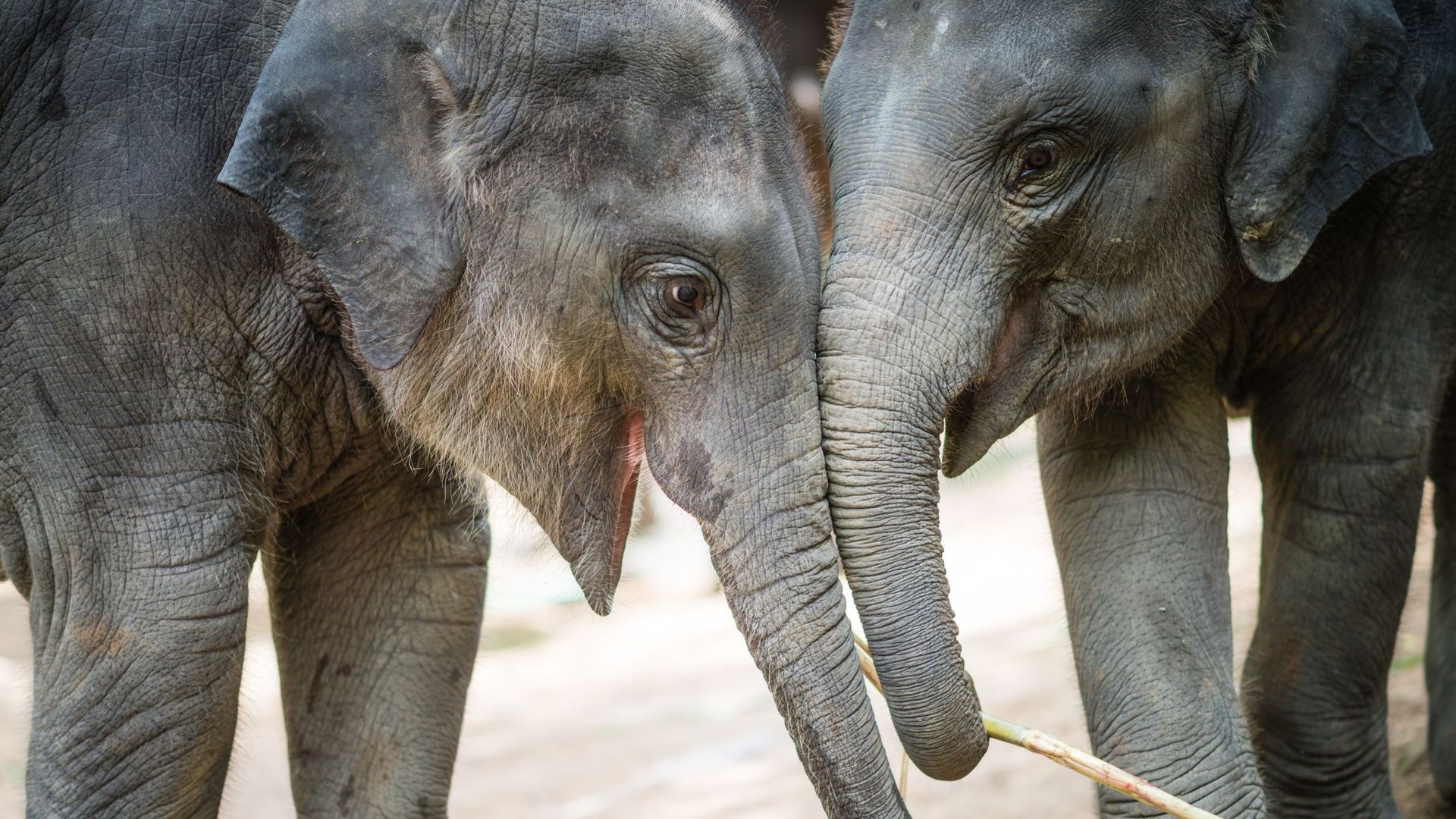 Vous pouvez zoomer avec des éléphants de Thaïlande et aider à leur sauvegarde.