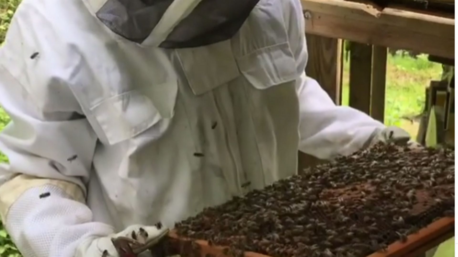 12% des espèces d'abeilles de notre territoire ont déjà disparu