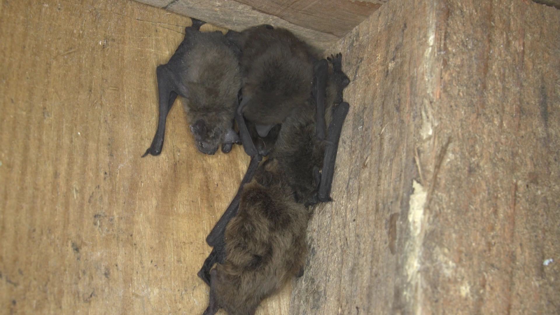 Plus de 20 espèces de chauve-souris à observer à Bruxelles: voici