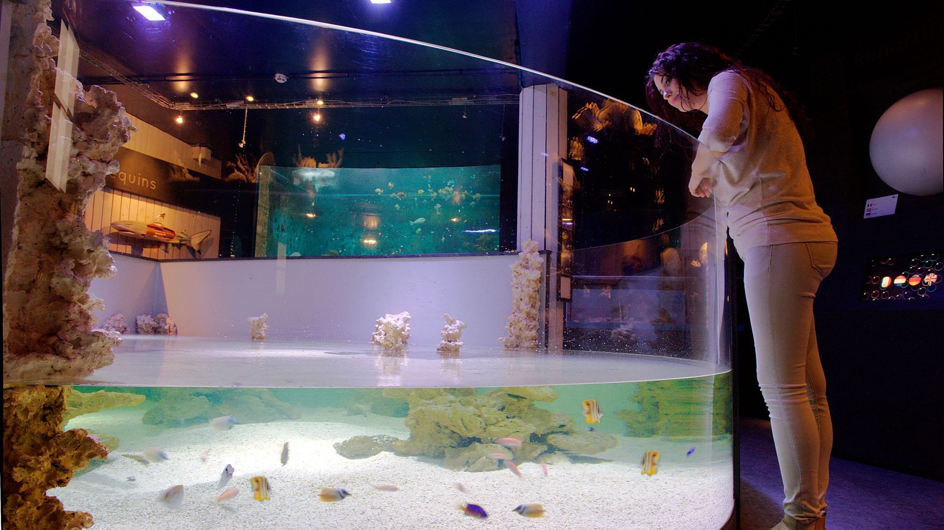 Aquarium-Museum : plongée dans les eaux et le monde marin