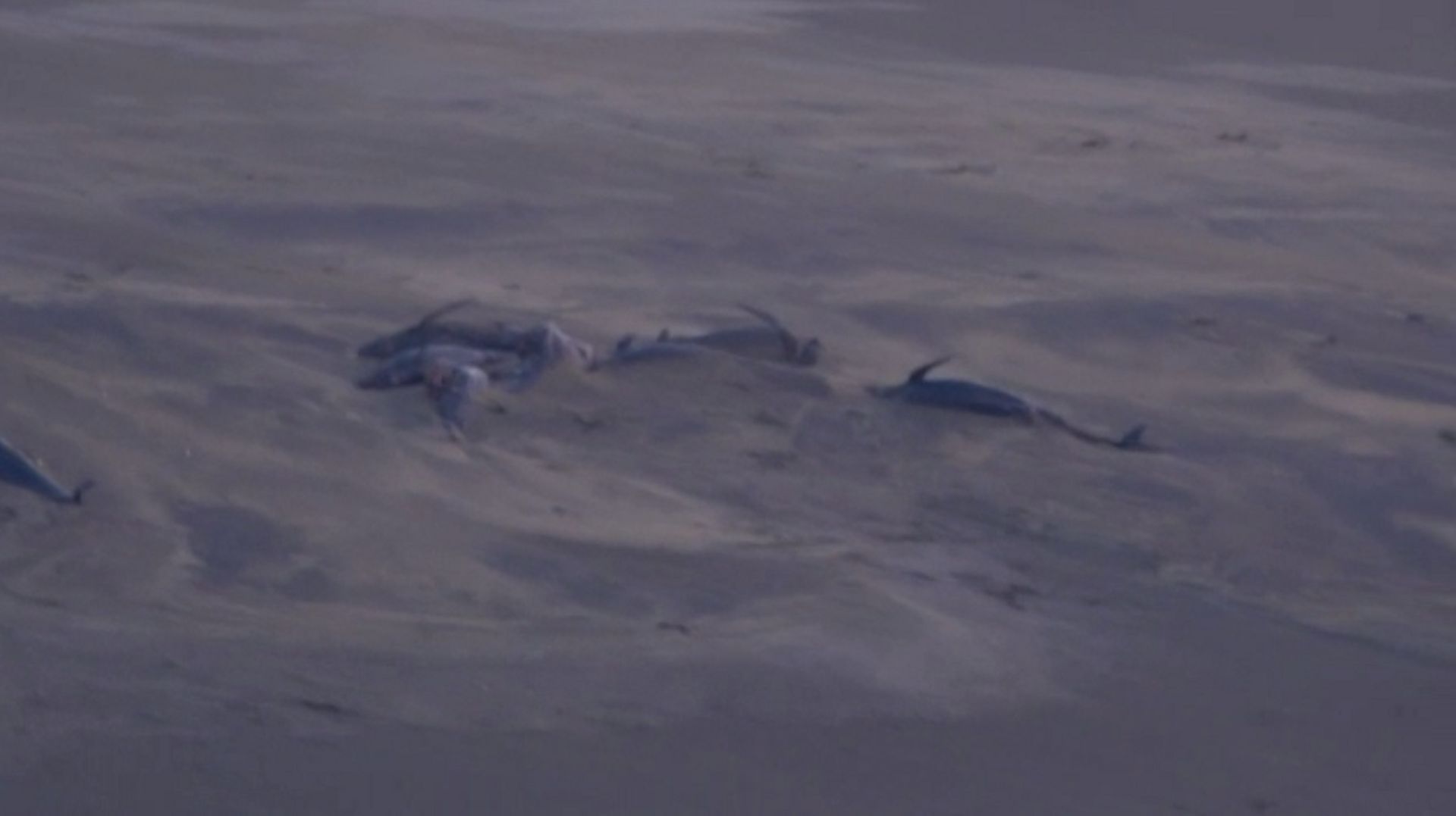 Un cinquantaine de dauphins échoués sur une plage en Islande