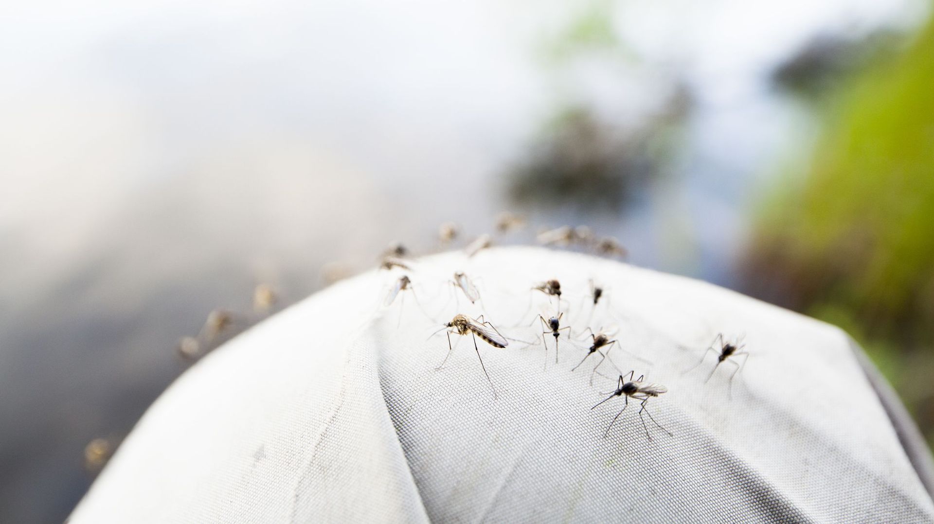 Découverte d'une protéine résistante aux insecticides chez des moustiques qui transmettent le paludisme