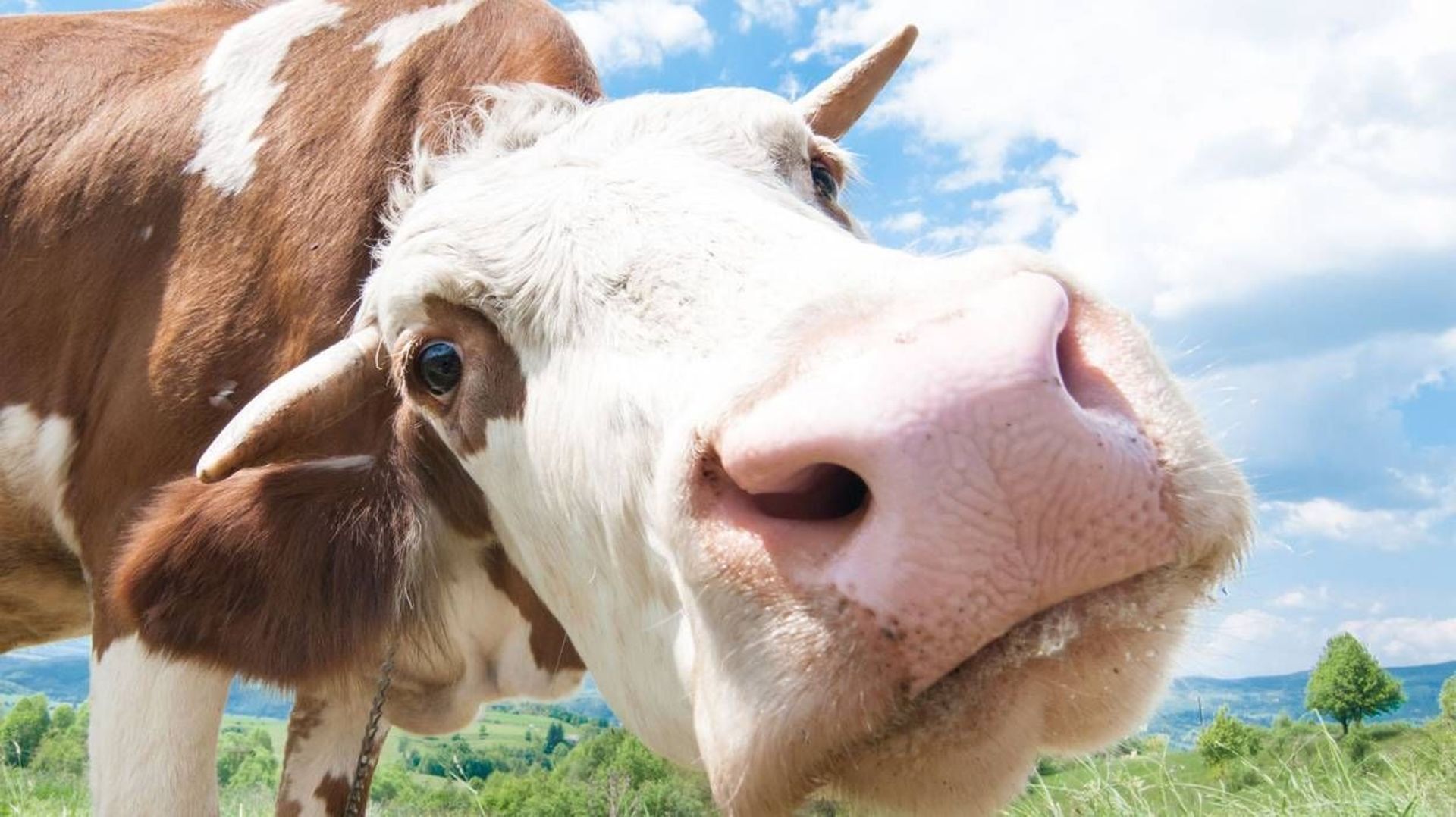 Climat: roter moins pour polluer moins, la recette des vaches heureuses 