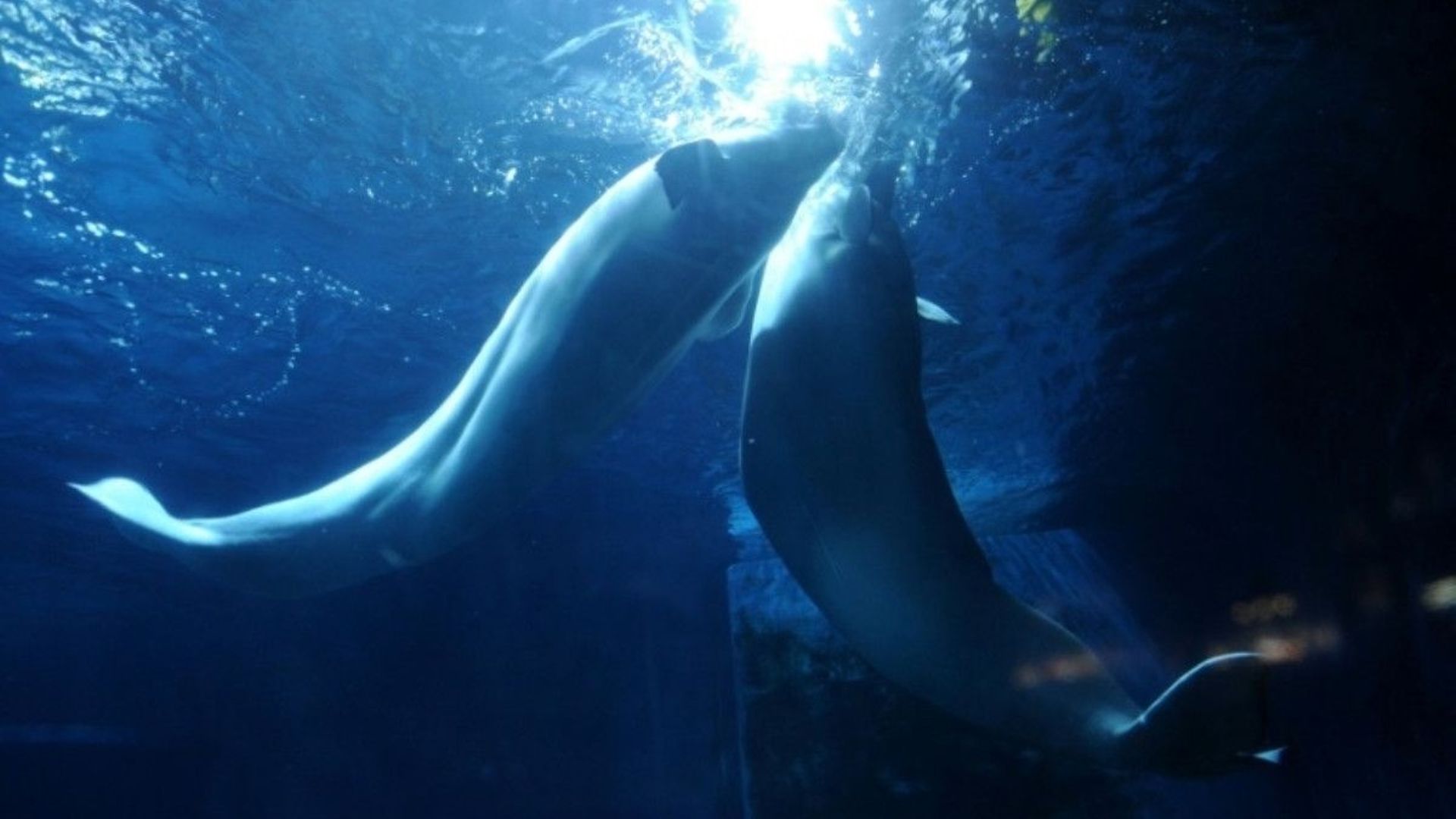 deux-belugas-de-chine-arrivent-dans-leur-sanctuaire-marin-en-islande