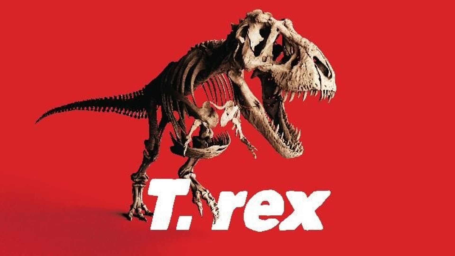 Exposition T-rex au Musée des Sciences Naturelles à Bruxelles