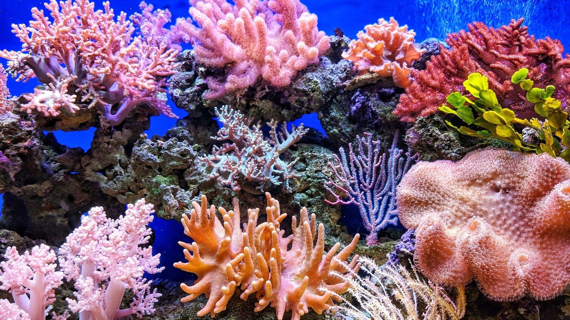 Grande Barrière de corail : les températures plus fraîches pourraient réduire la menace d'un blanchiment massif.