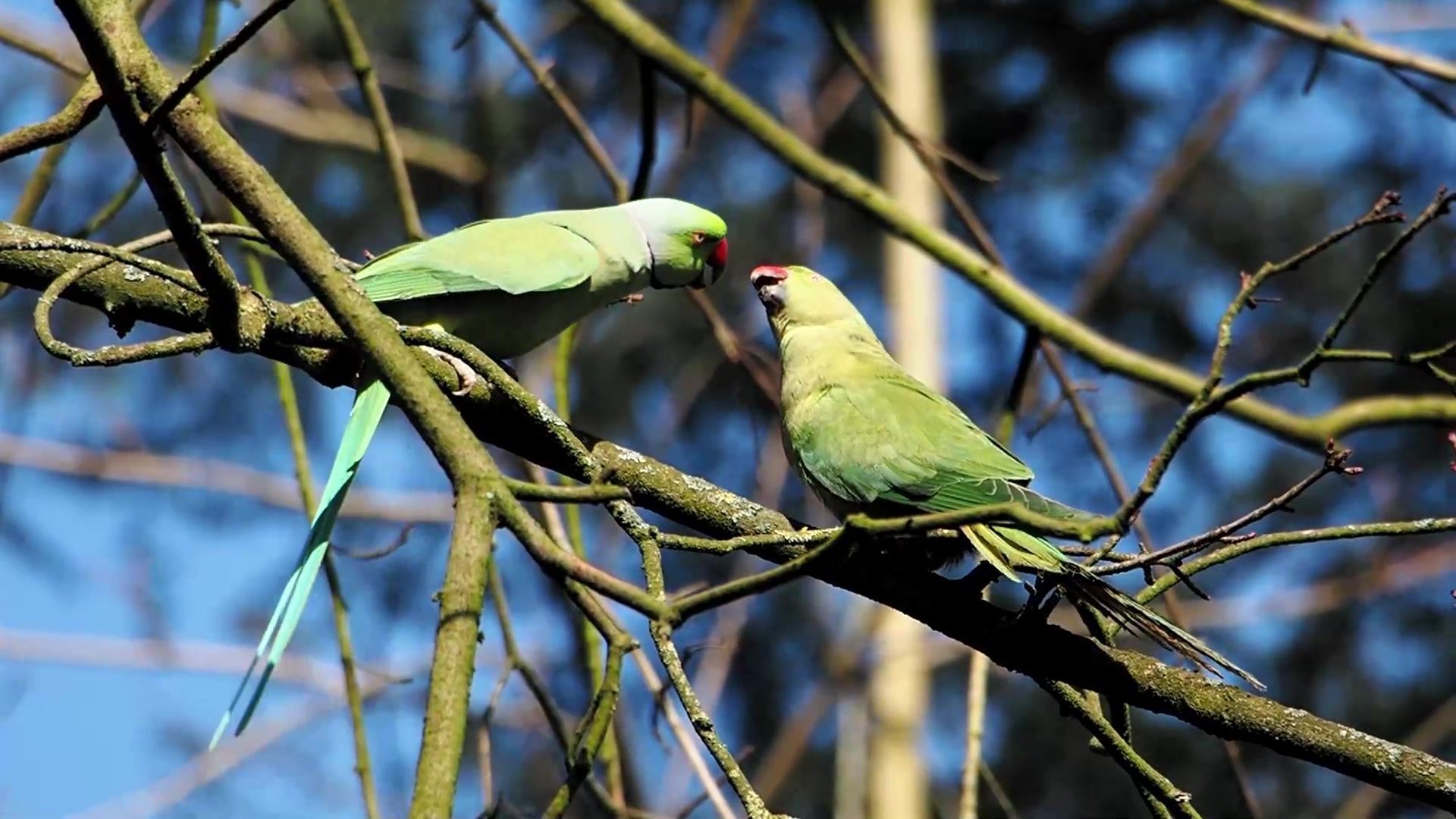 Les amoureux du parc de la Woluwe RTBF Actus