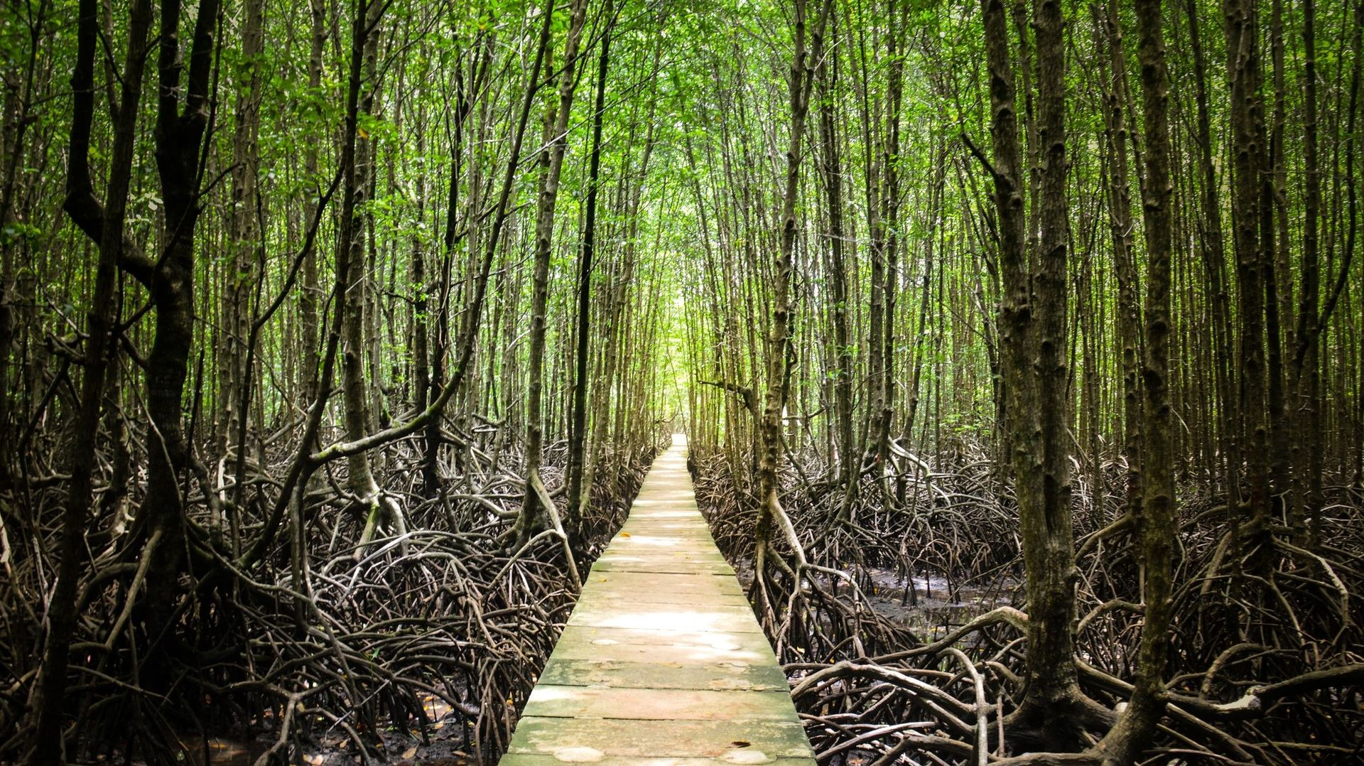 Forêt de mangroves au Cambodge