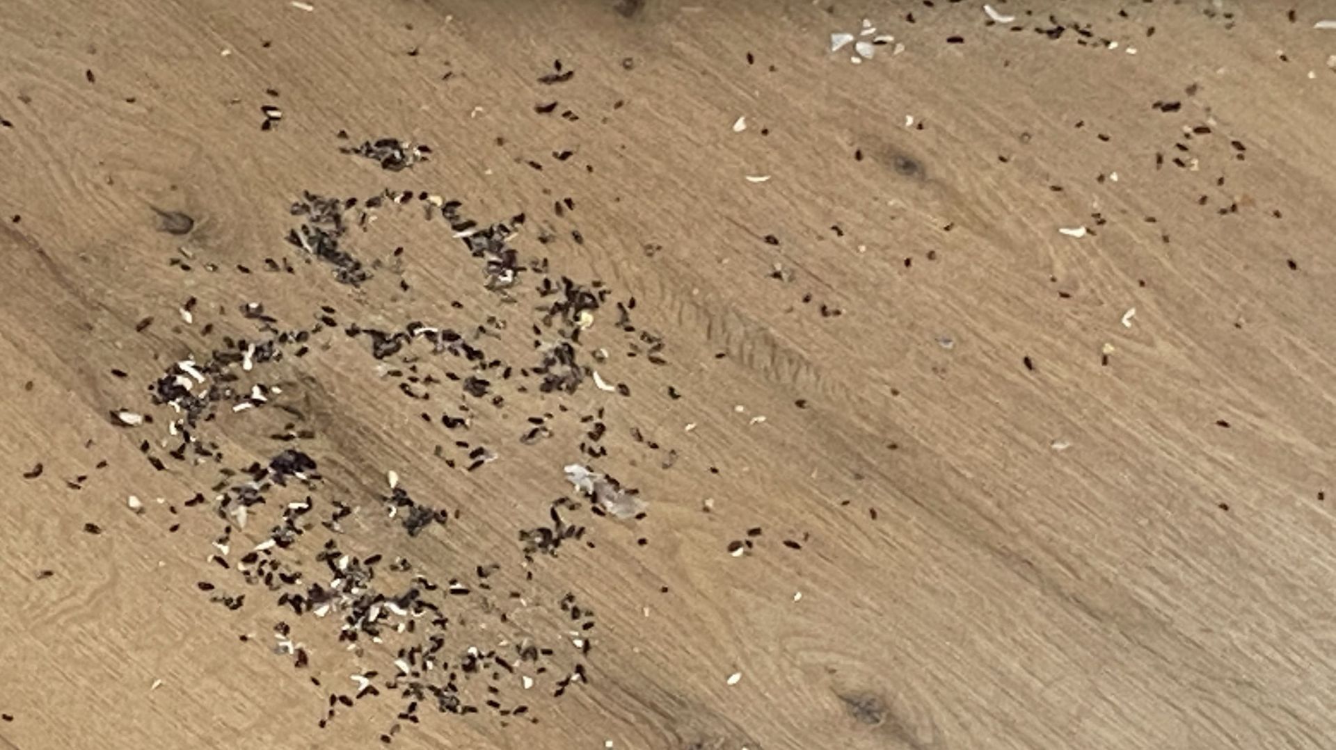 Difficile de nier la présence de souris.