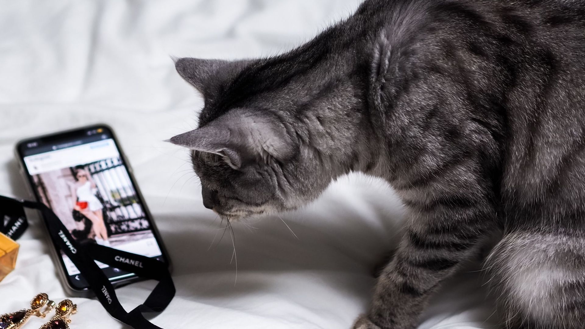 Un ancien ingénieur d'Amazon crée une application qui traduit les miaulement de votre chat