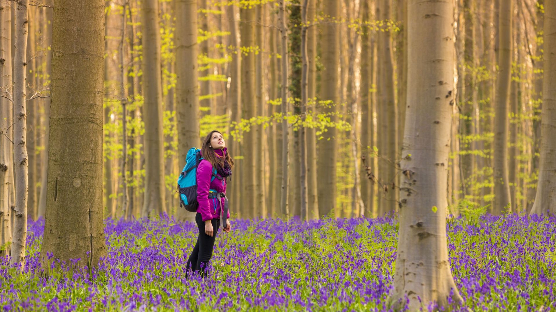 Young woman admiring the Blue forest known as Hallerbos, Halle, Flemish Brabant province, Belgium