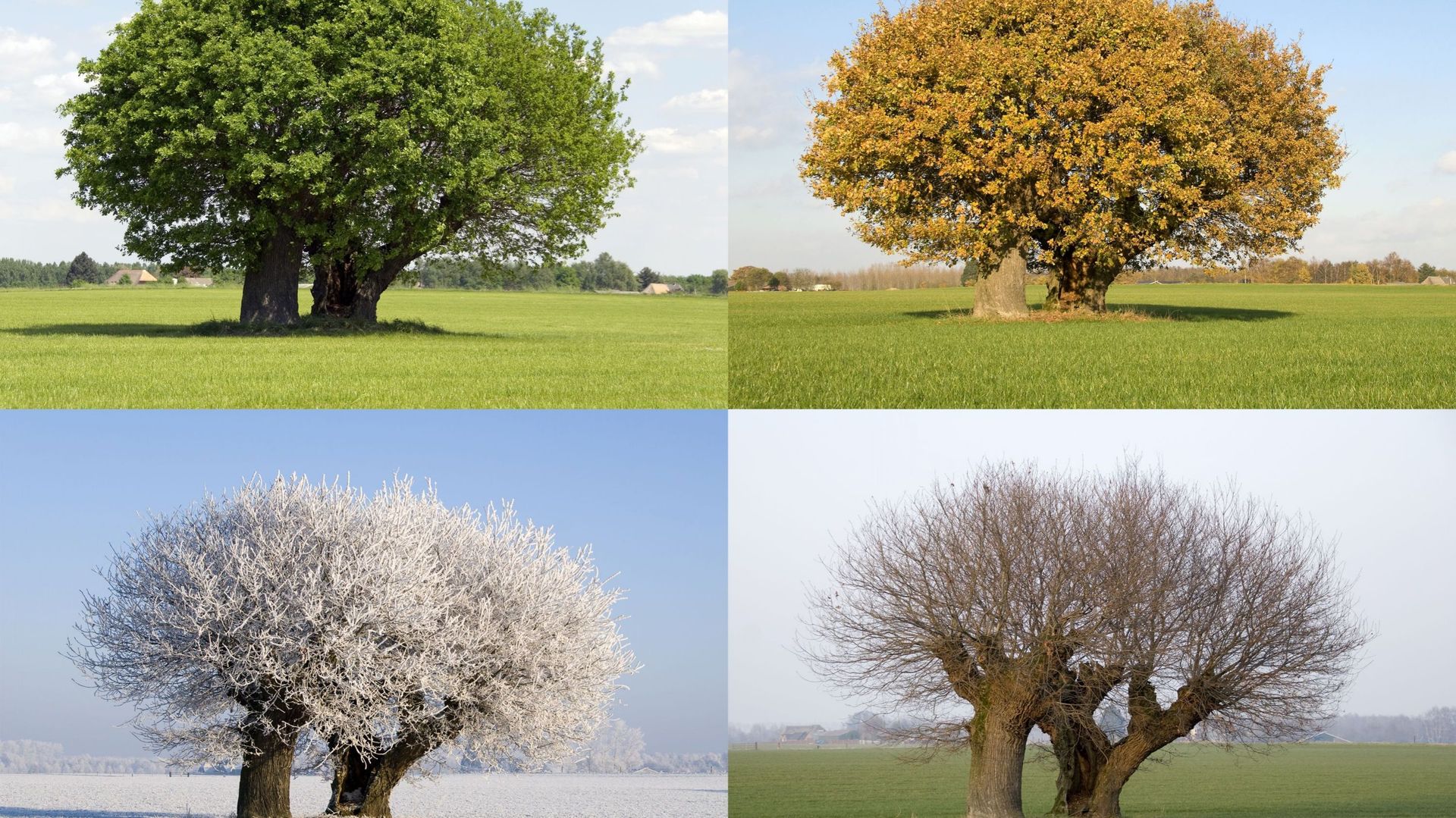 Concours photos sur les arbres remarquables au coeur des communes de Martelange, Vaux-sur-Sûre, Neufchâteau, Libramont, Libin, Léglise, Saint-Hubert et Fauvillers