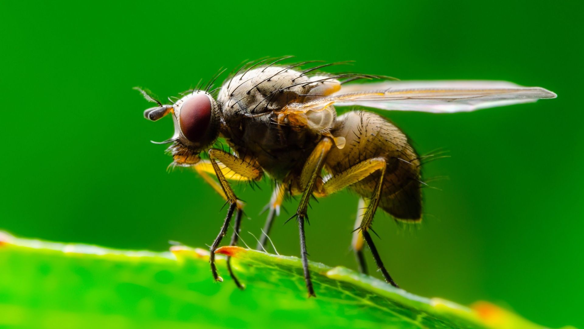 Le réchauffement climatique menace la fertilité des mouches à fruit mâles... et potentiellement d'autres espèces.