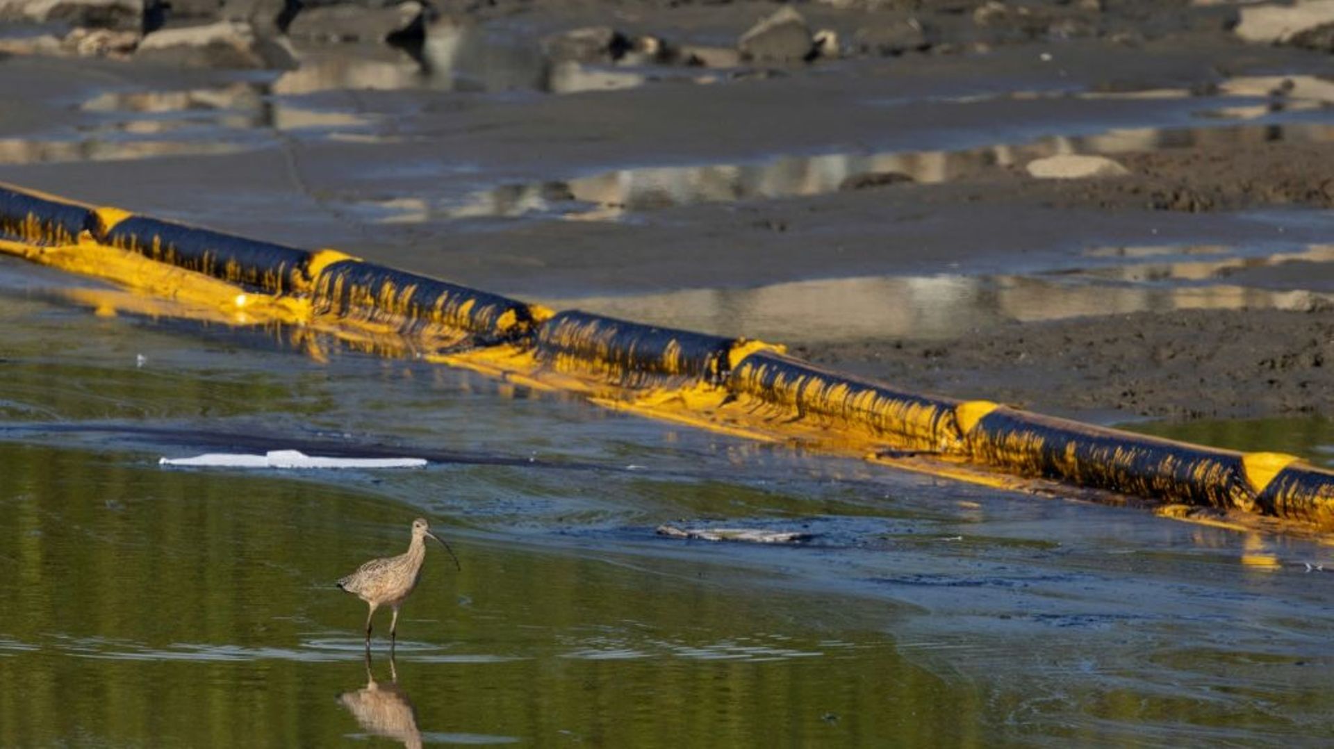 Un oiseau longe un barrage disposé le long de la plage de Newport Beach, en Californie, pour tenter d’endiguer une marée noire, le 3 octobre 2021