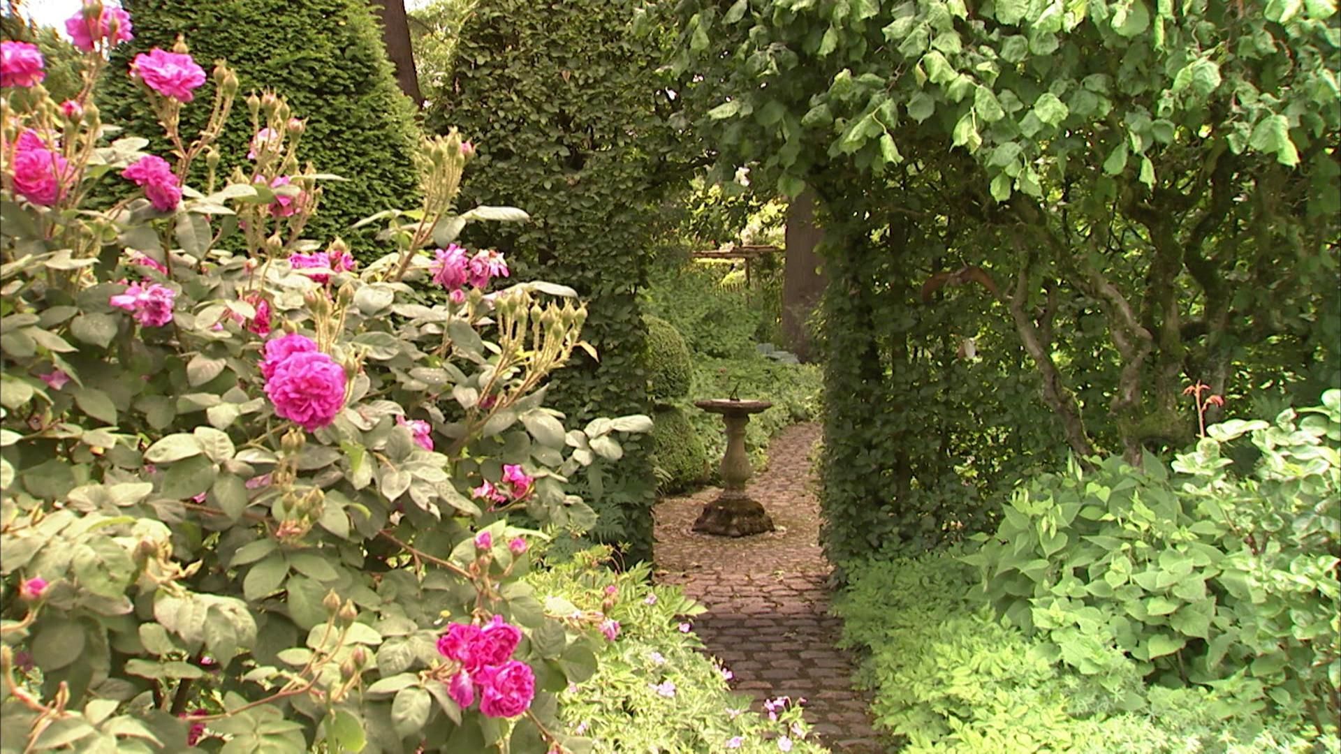 Un Beau Jardin Avec Des Géraniums, Des Roses, Des Haies Et Une