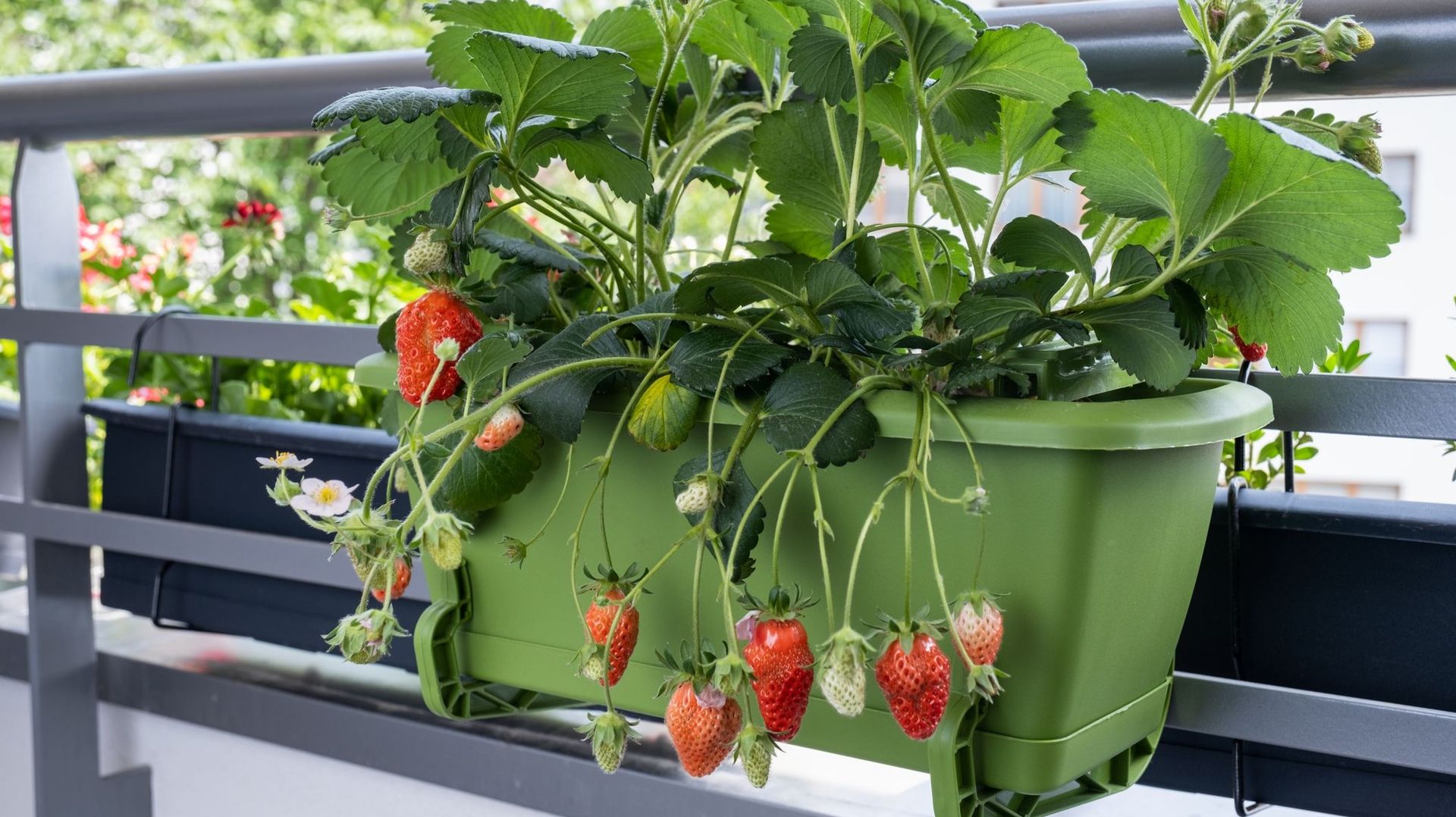 En occupant encore moins de place sur un balcon, une jardinière au large volume peut aussi offrir des récoltes de fraises. Le terreau doit rester humide pour permettre le développement de fruits de bon calibre et bien juteux.