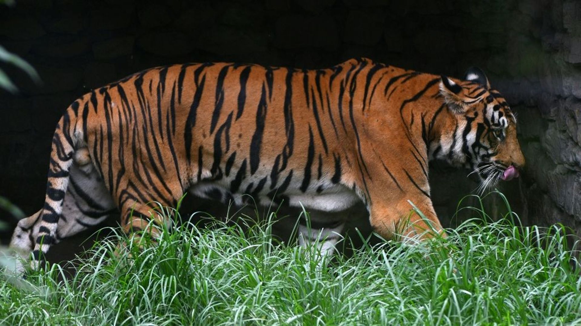 Un tigre royal du Bengale évolue dans son enclos au zoo de Lalitpur dans les environs de Katmandou au Népal, le 29 juillet 2022