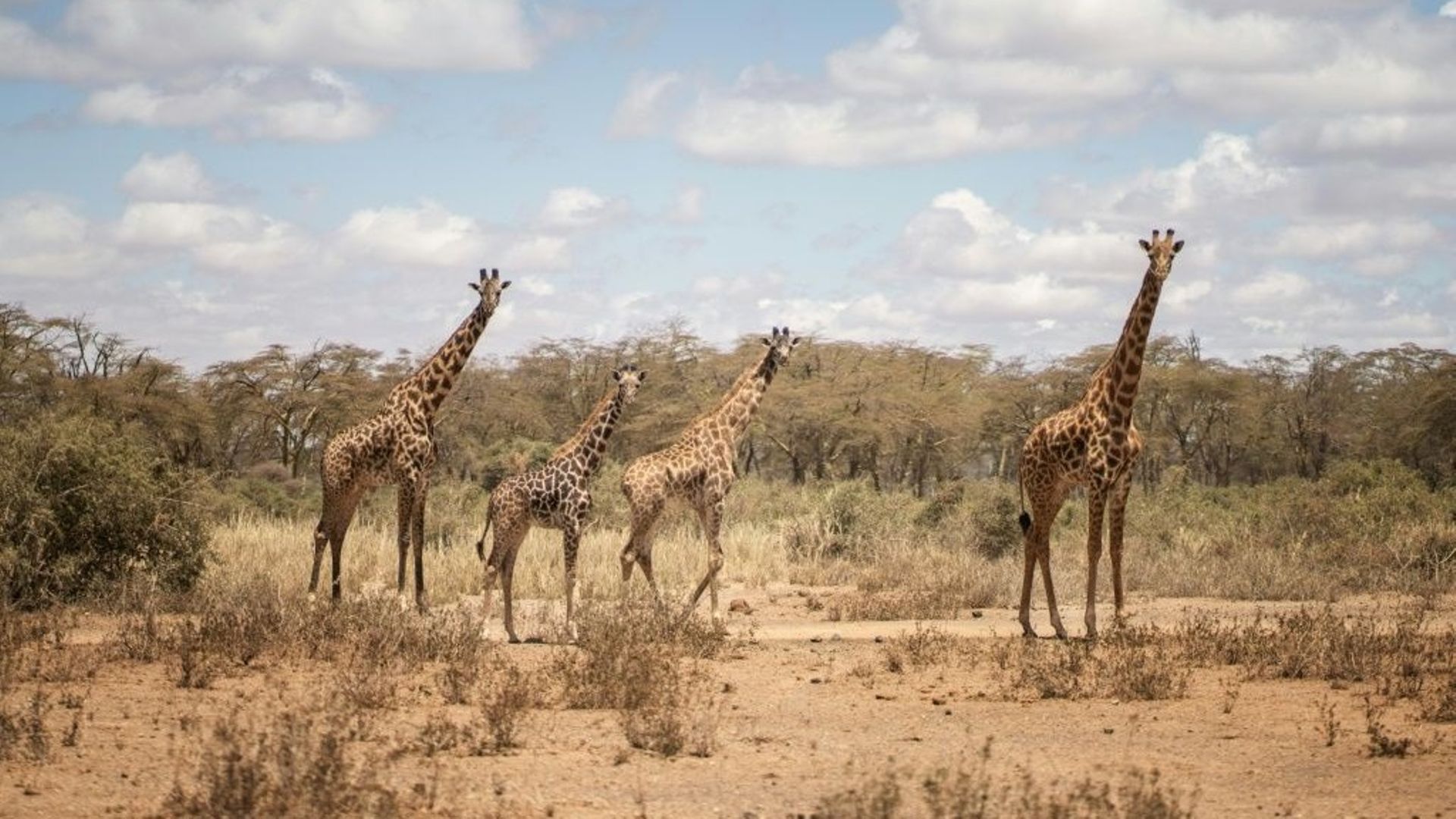 Un groupe de girafes dans le parc de Kimana au Kenya, le 26 septembre 2022.