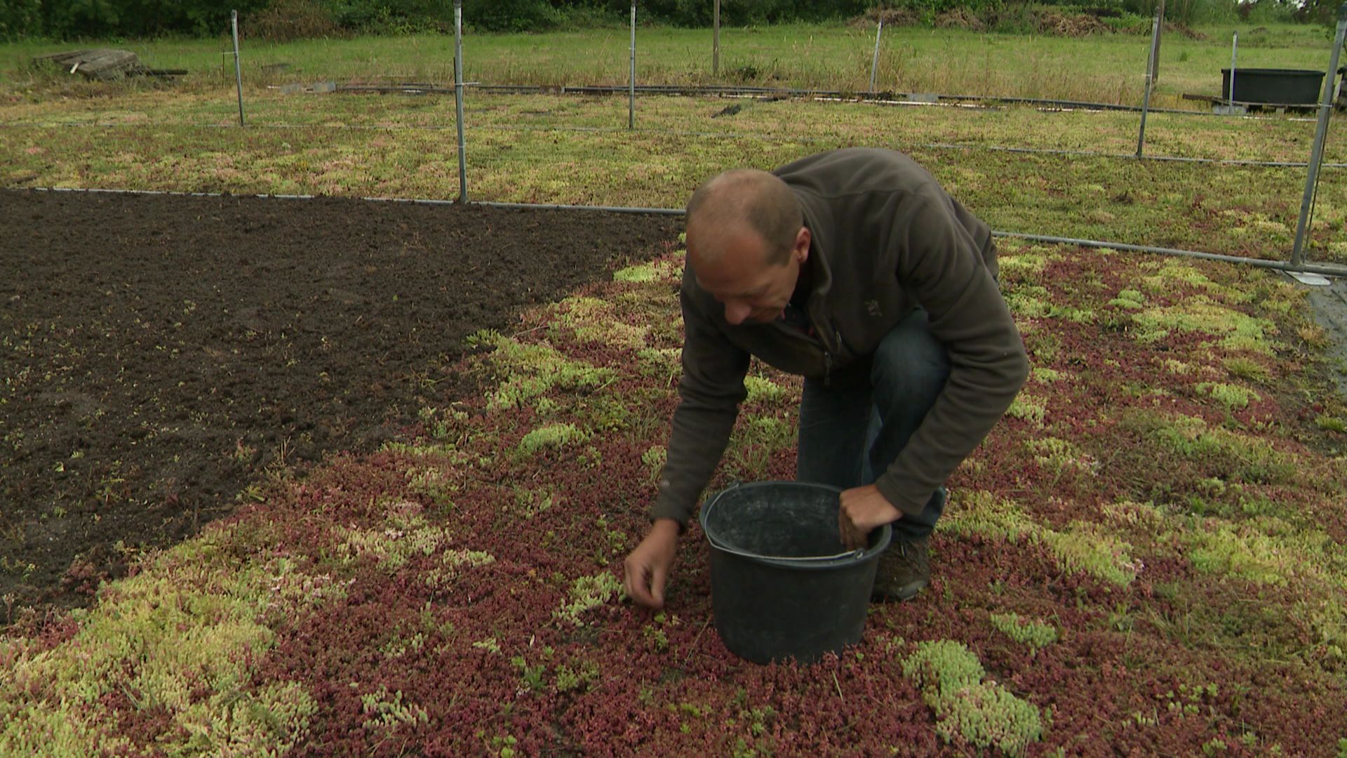La parcelle doit être débarrassée des herbes indésirables
