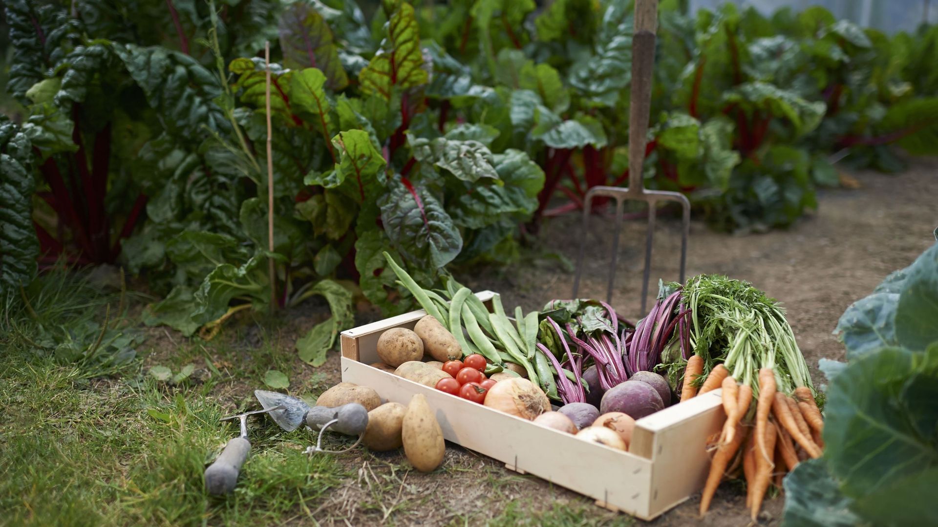 Produire ses propres légumes a plusieurs avantages dont celui de manger sain et de saison.