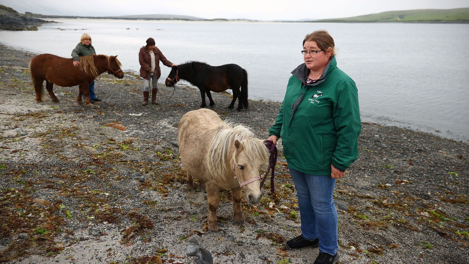 Petits, jolis, thérapeutiques : les poneys Shetland ont la cote avec la pandémie.