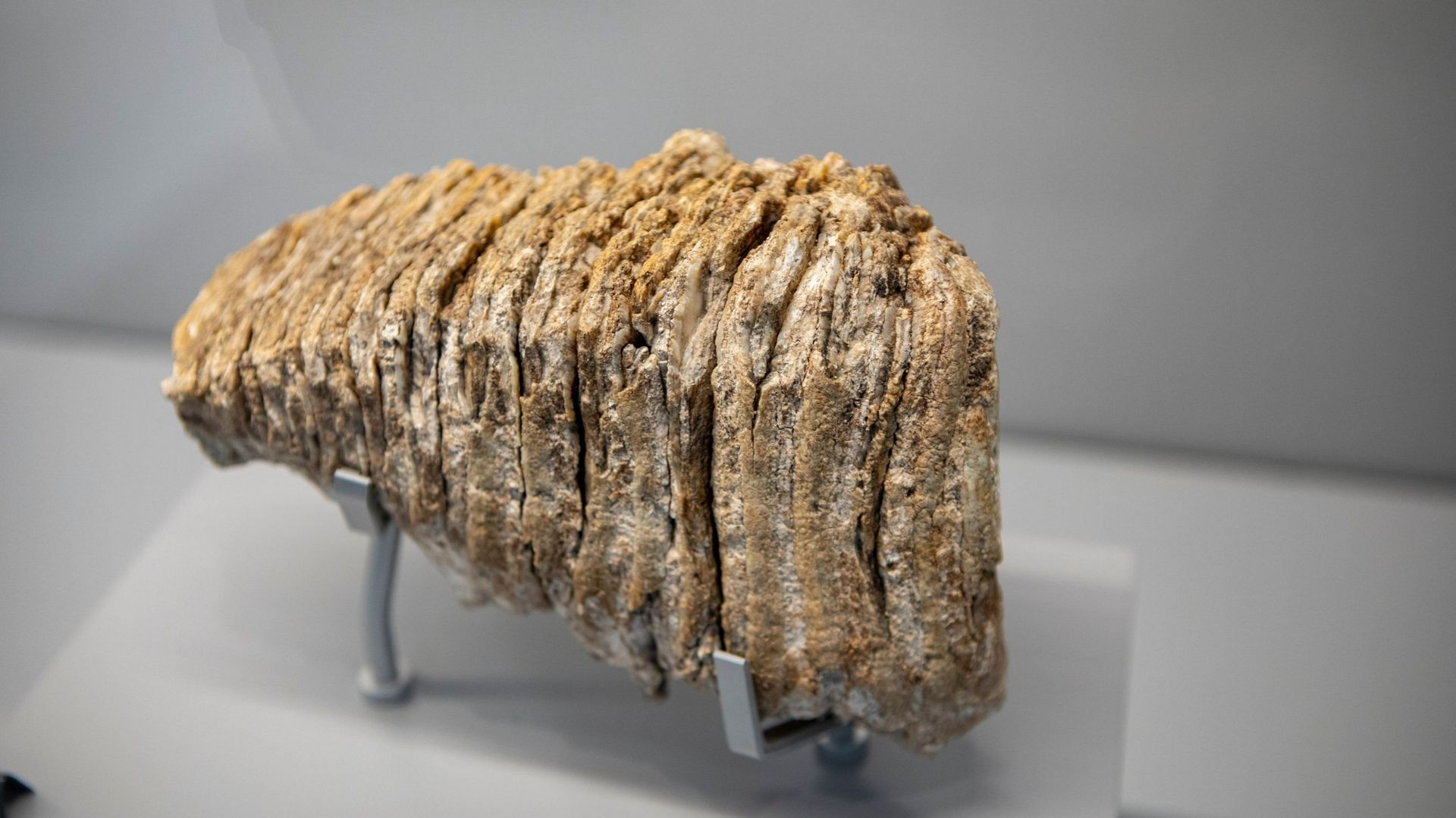 Une dent de mammouth de 4 kg a été découverte par un archéologue amateur sur les rives du Rhin