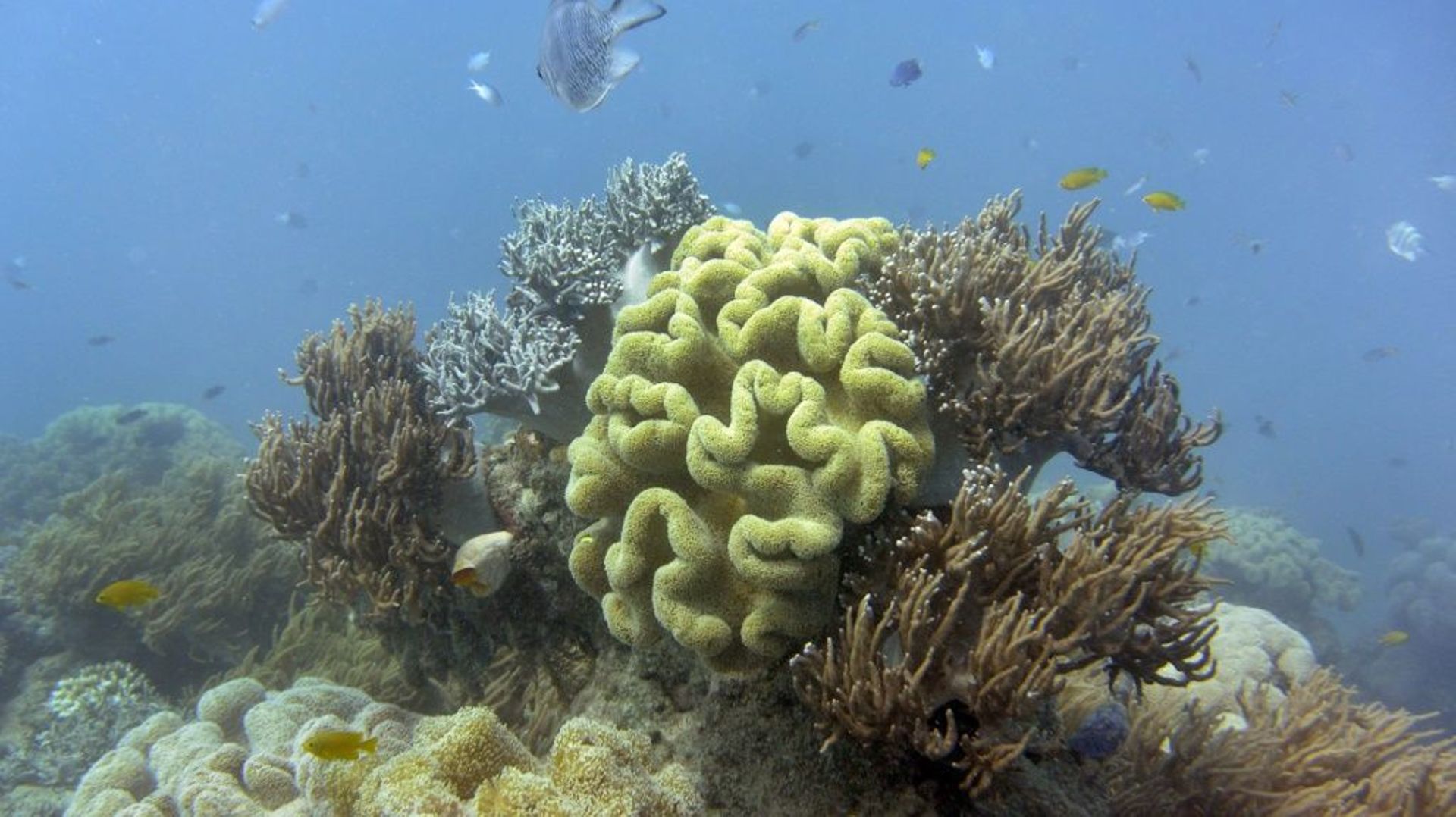 Des coraux sur la Grande barrière de corail, en Australie, en 2014