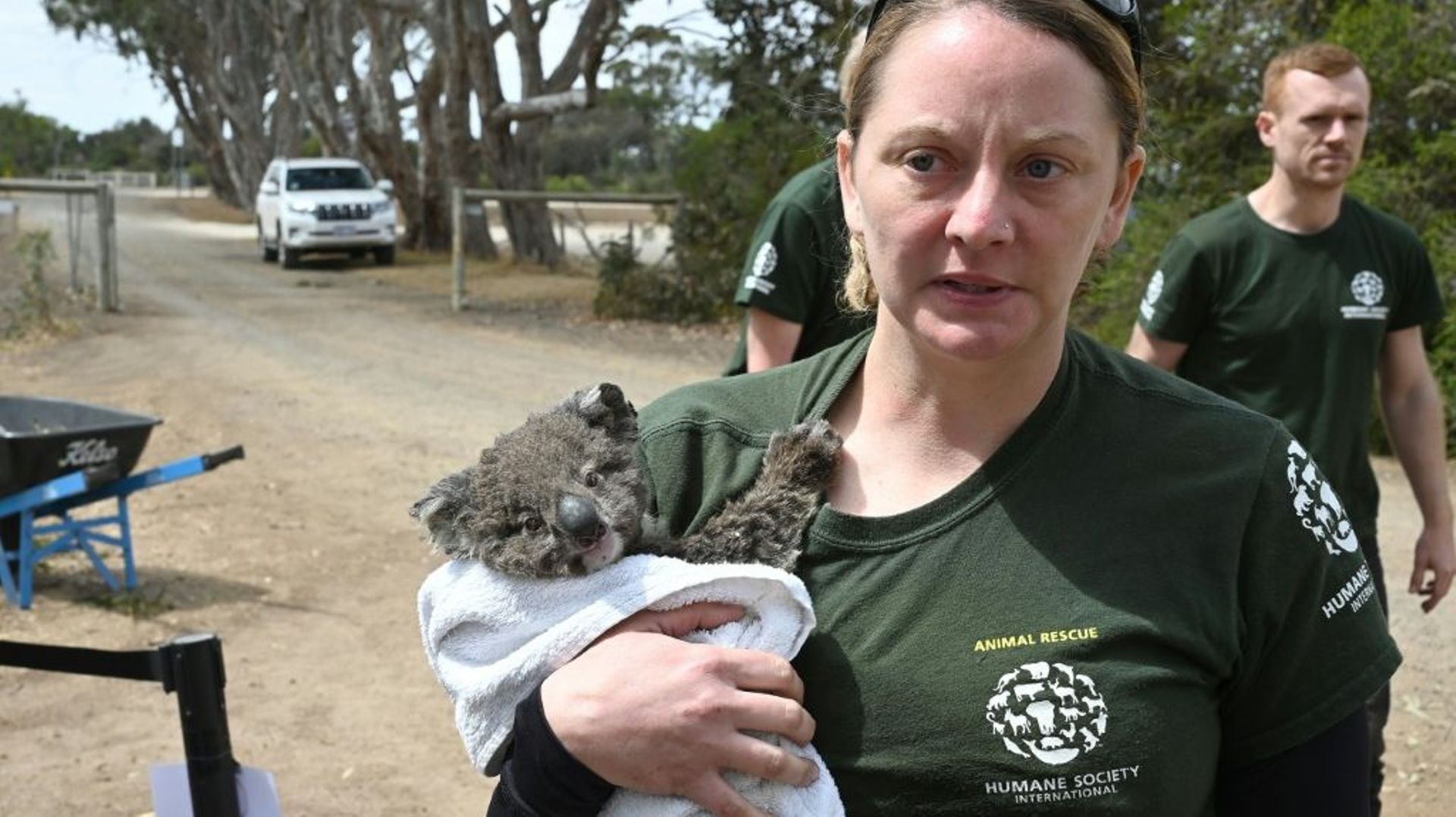 Kelly Donithan, spécialiste de la gestion de crise pour l'organisation de défense des animaux Humane Society International, porte un koala blessé, le 15 janvier 2020 sur l'île Kangourou, en Australie