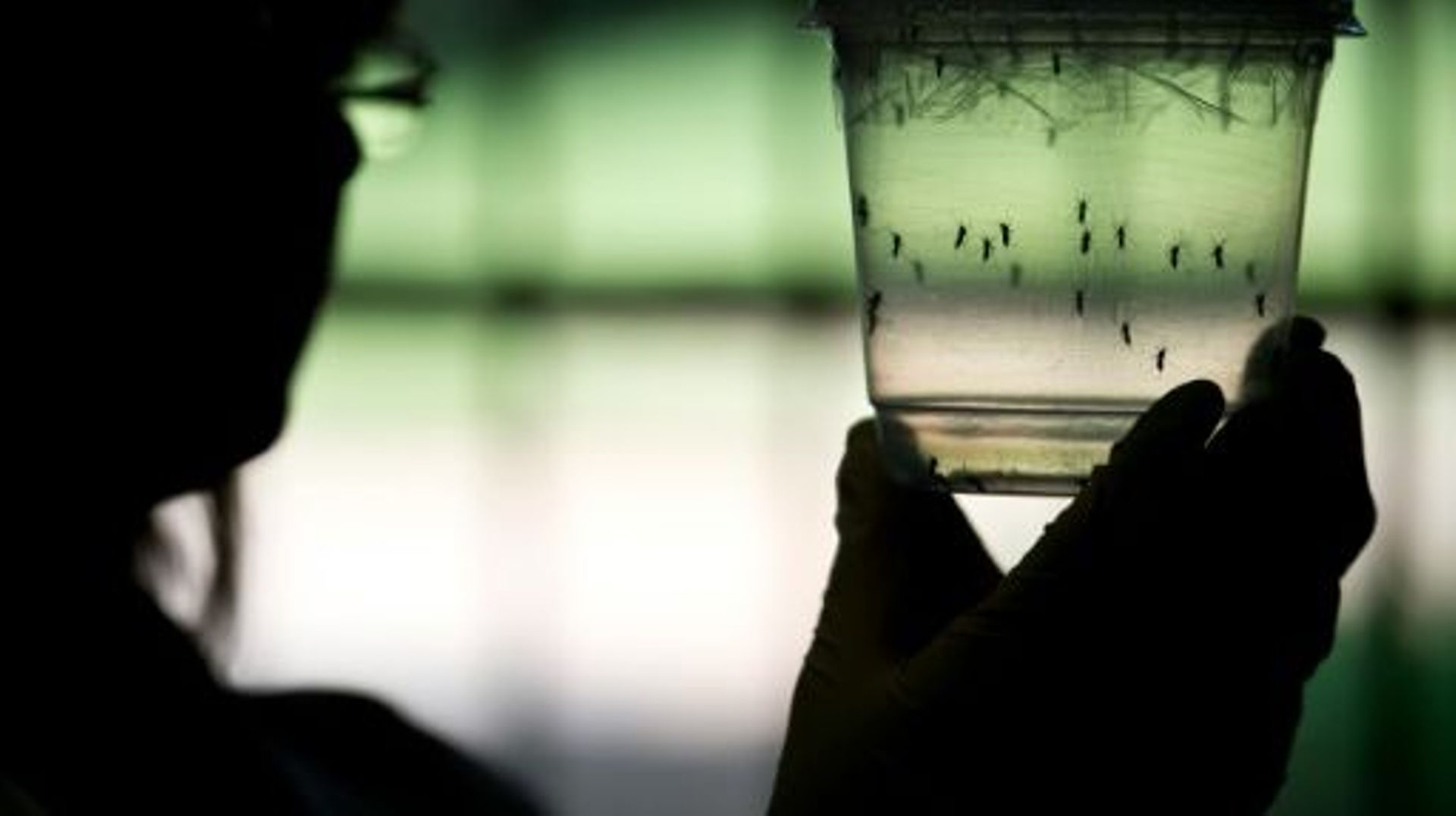 des-chercheurs-bresiliens-ont-trouve-le-virus-zika-dans-le-cerveau-de-bebes