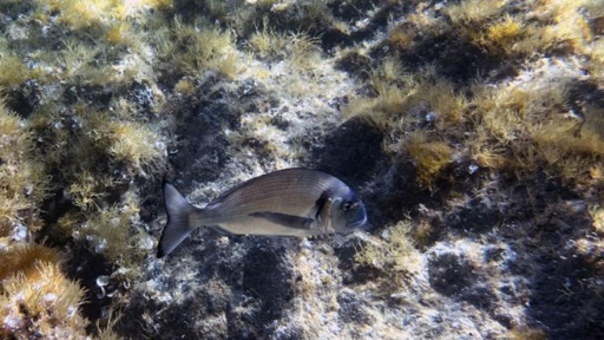 Avec l’acidification des océans, c’est une 7e limite planétaire qui est désormais dépassée