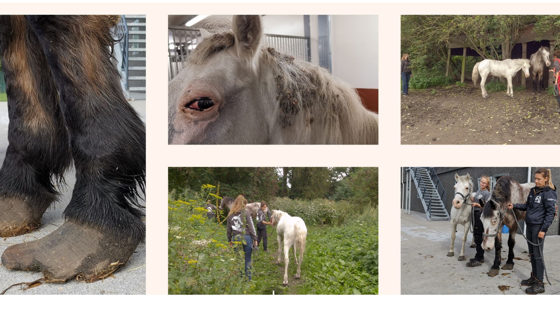 Quelques vues de l'état des chevaux et leur évacuation par l'association de protection des animaux.