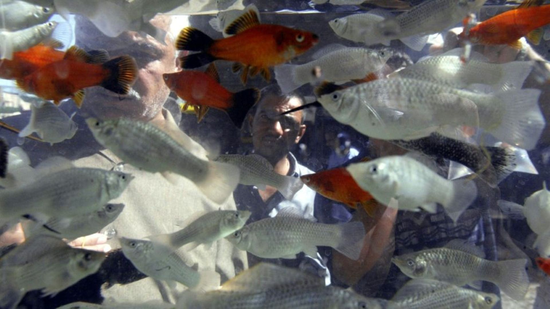 Des poissons d'eau douce ont montré des capacités numériques élaborées, selon un étude