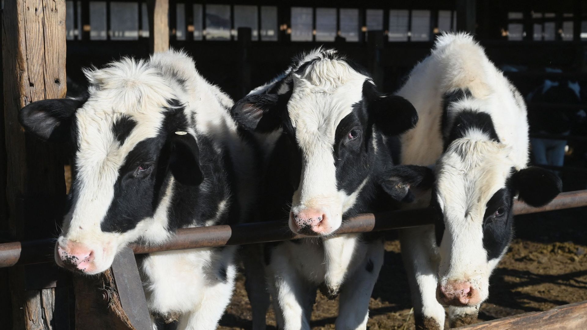 La proposition des Verts d’interdire certains antibiotiques sur des animaux rejetée par le Parlement européen