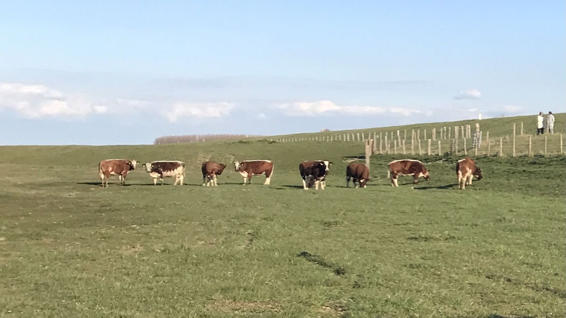 Les « Brouteurs de Zélande » environ 500 moutons et d’une centaine de vaches, tous originaires de la région qui mangent les herbes du littoral permettant ainsi un entretien 100% naturel de la zone.