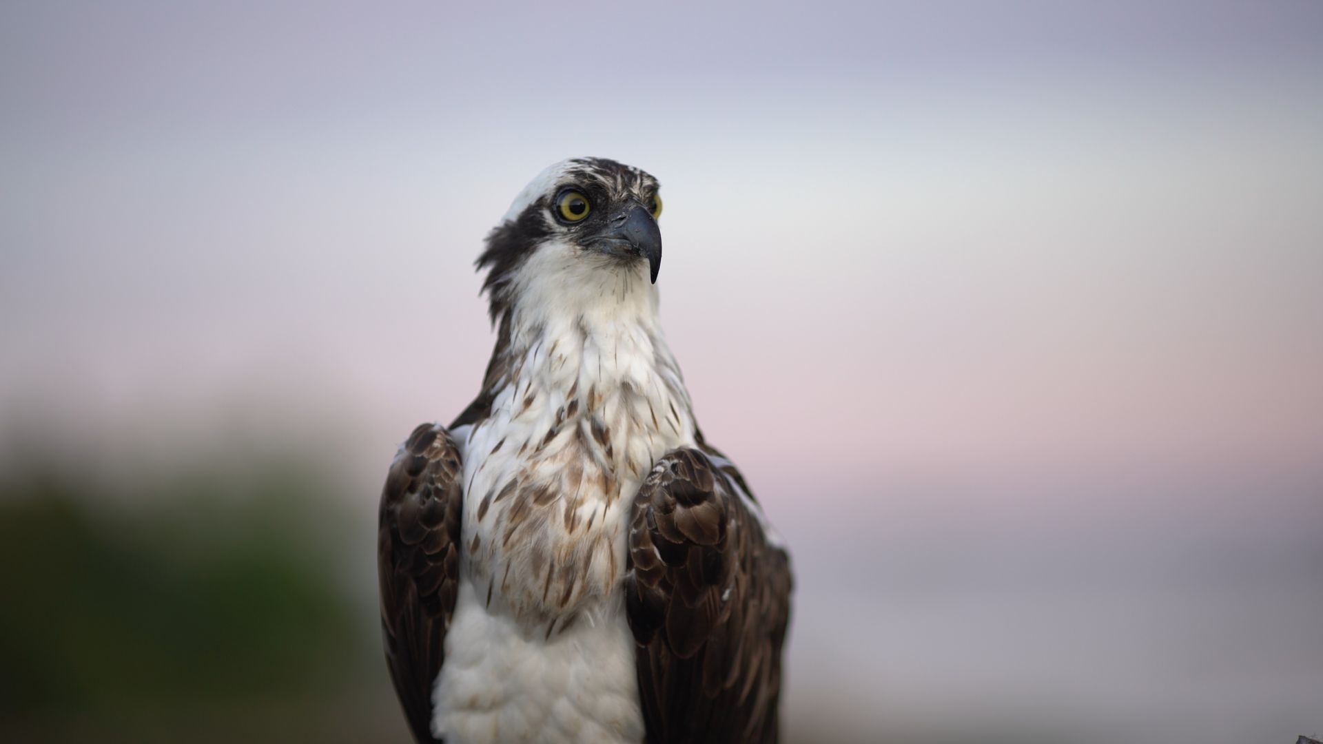 Jardin extraordinaire : le balbuzard pêcheur, un rapace qui n'a pas peur de se mouiller les plumes