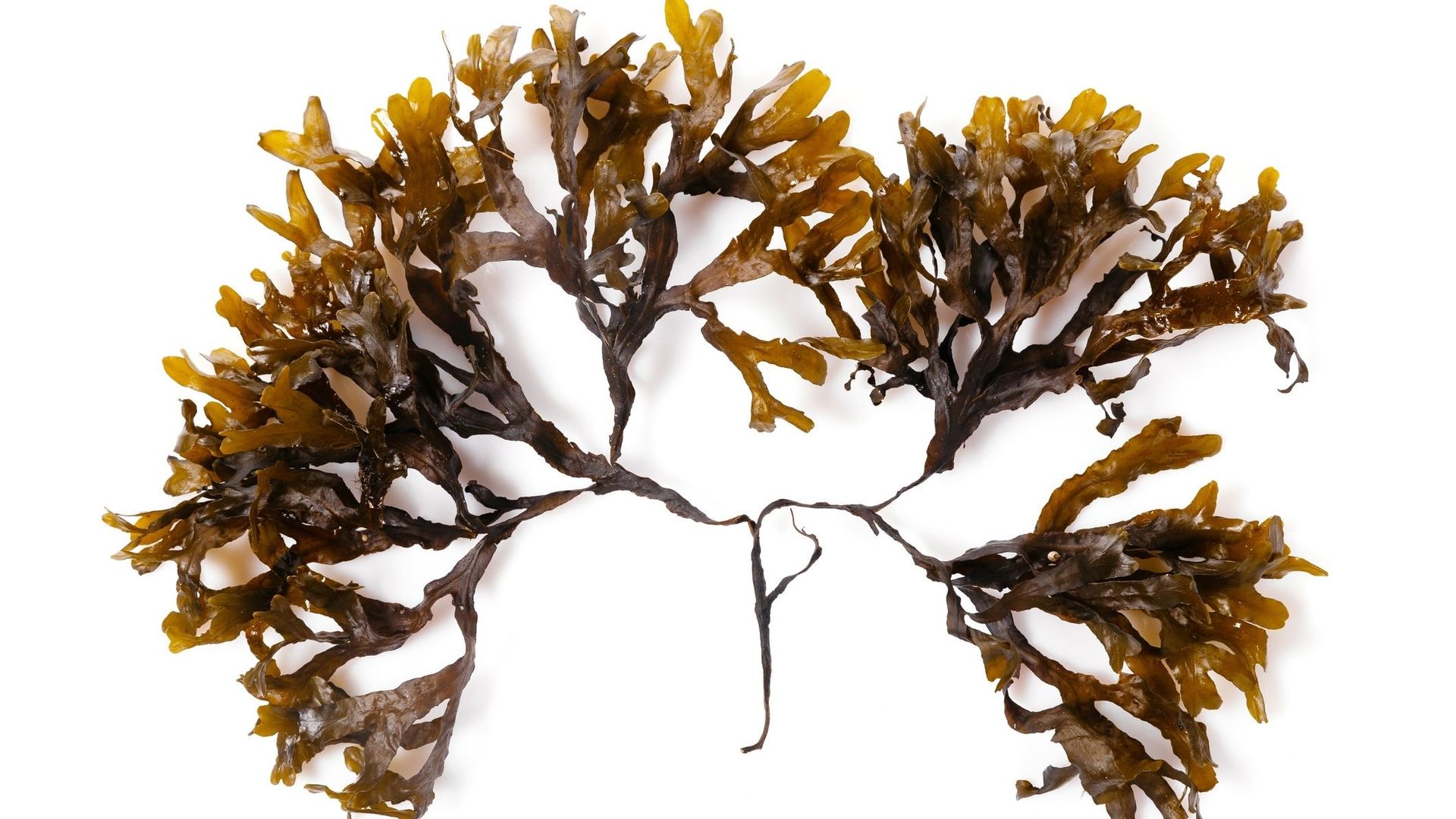 Algues brunes : des armes puissantes (mais méconnues) contre le  réchauffement climatique 