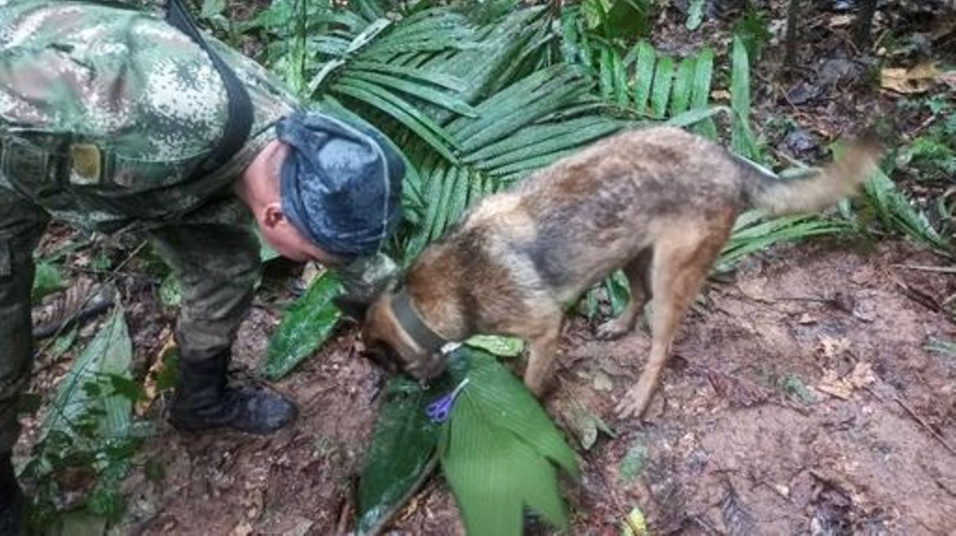 A handout picture released by the Colombian army shows a soldier with a dog checking a pair of scissors found in the forest in a rural area of the municipality of Solano, department of Caqueta, Colombia, on May 17, 2023.  More than 100 soldiers with sniff