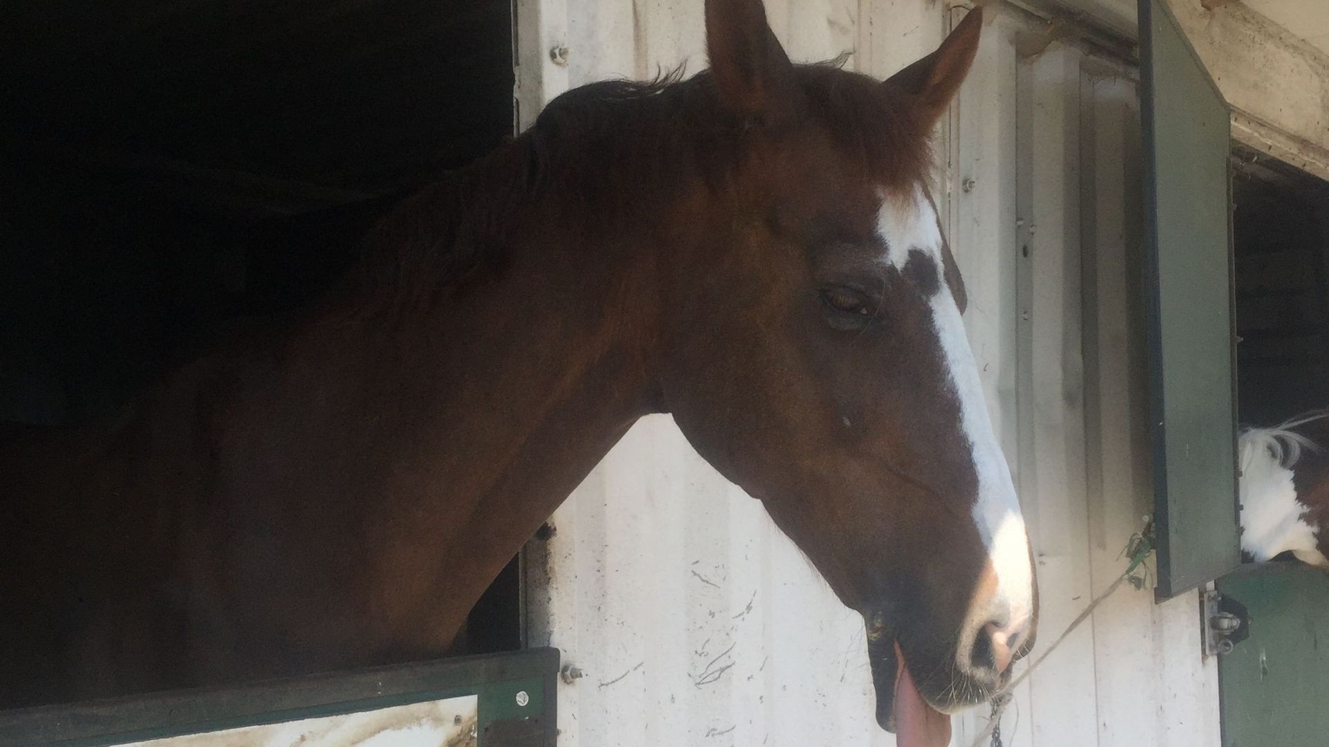 Un cheval qui tire la langue.