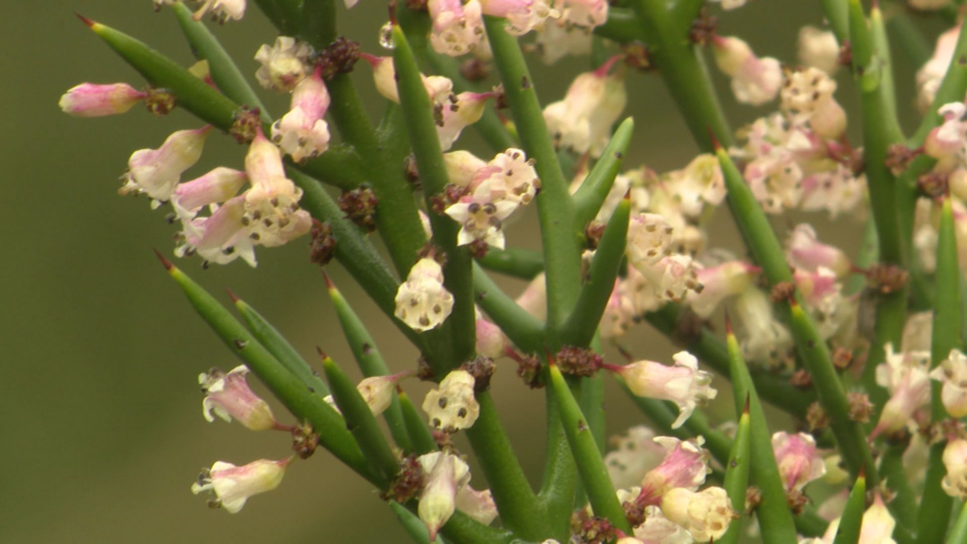 Fleurs du Colletia hystrix ‘Rosea’