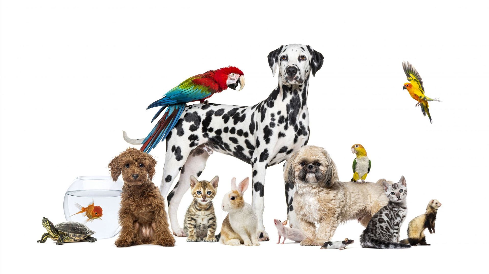 Maltraitance animale : combien d’animaux peut-on légalement avoir chez soi en Belgique ?