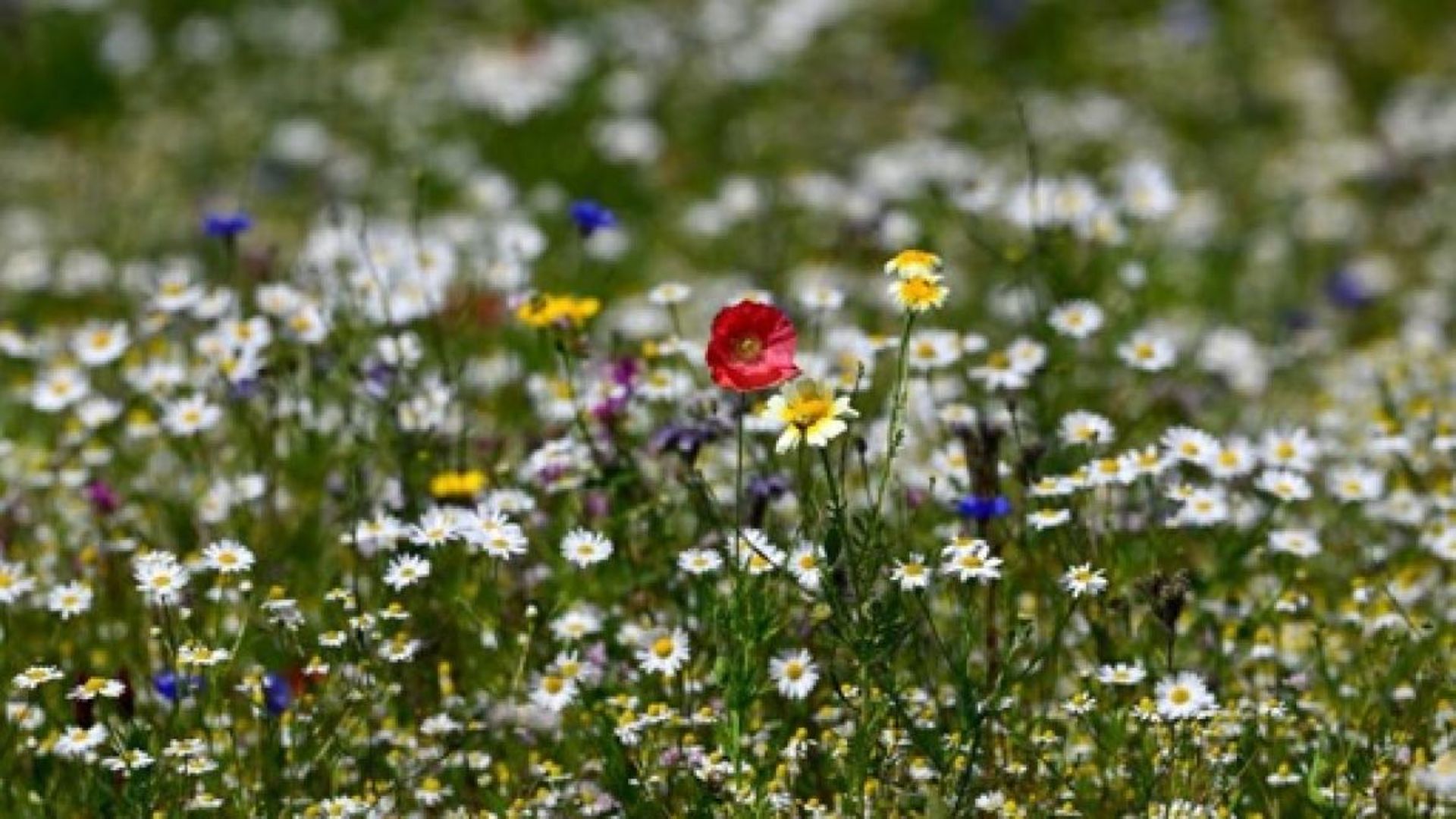 Des milliers de fleurs pour briser la solitude des personnes âgées