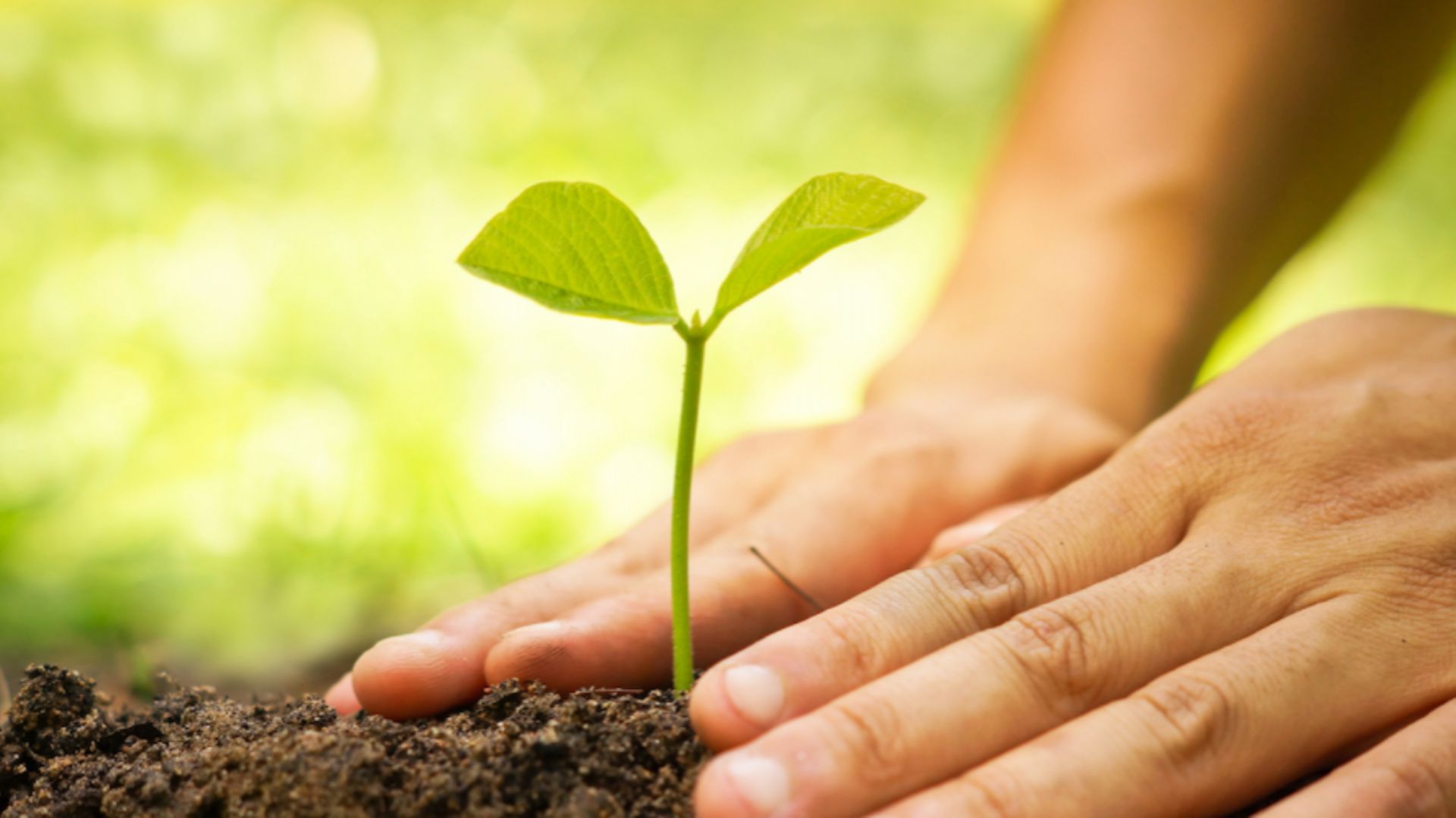 Engrais naturels pour plantes vertes : 5 déchets à utiliser pour