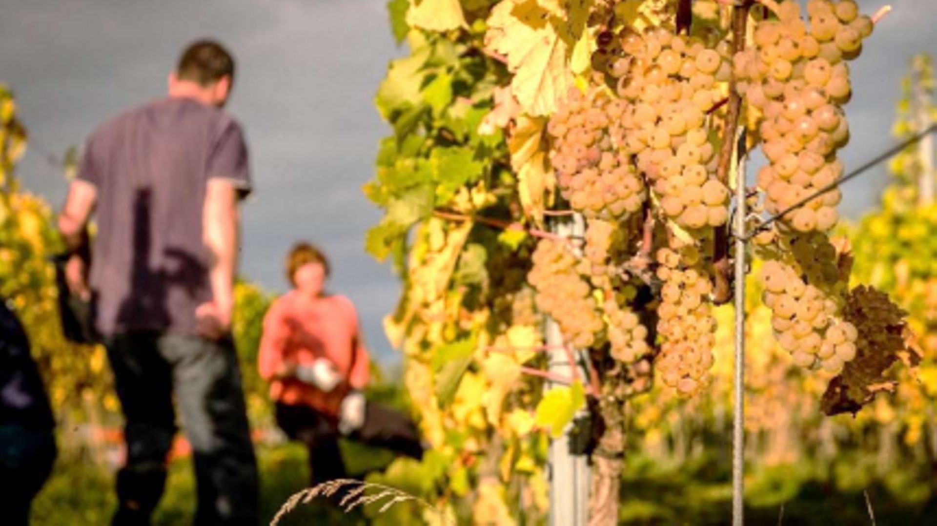 A Heure-le-Romain, la coopérative Vin de Liège monte en puissance.
