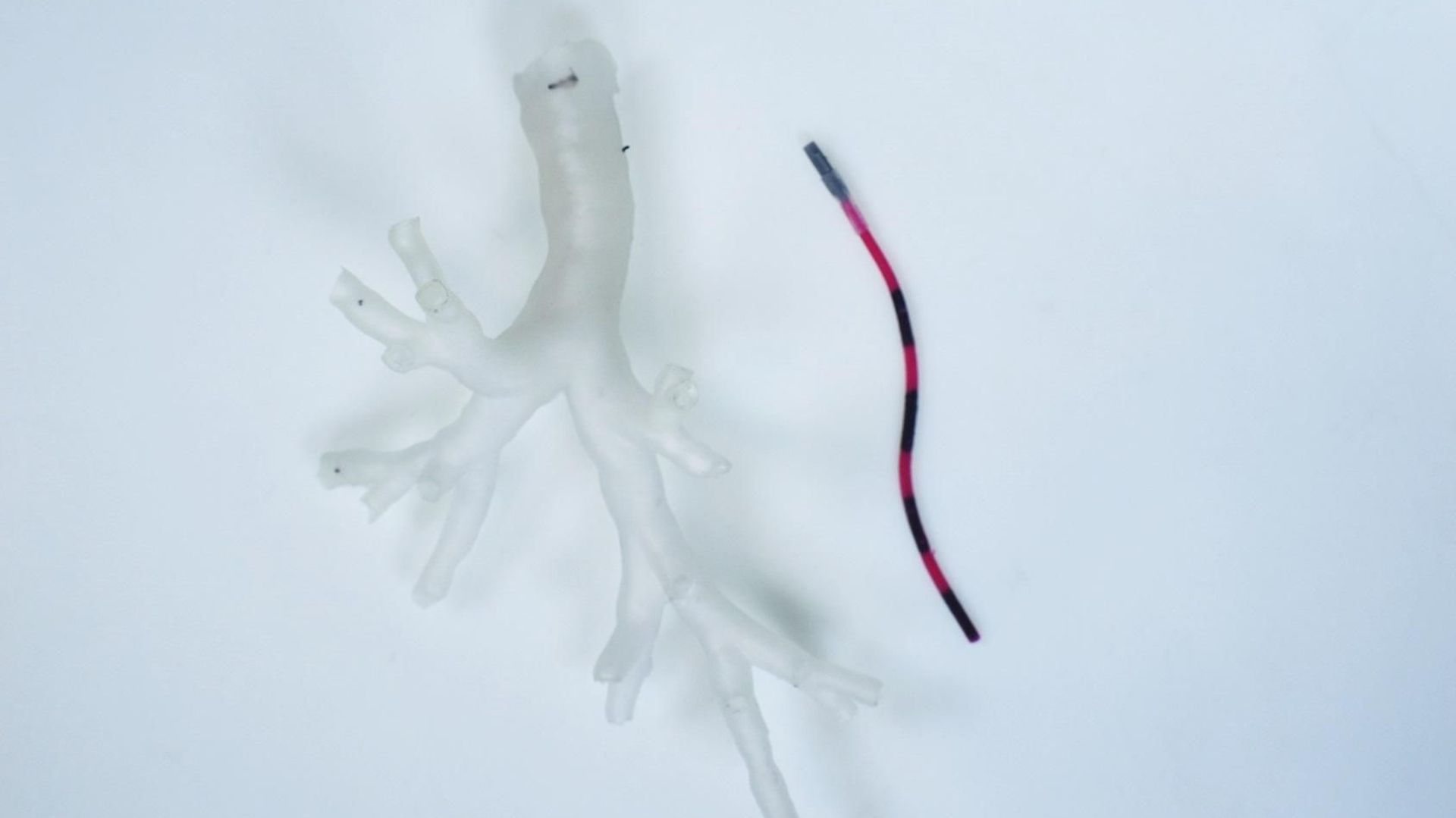 Ce robot s'introduit dans les poumons à la recherche d'éventuelles traces d'un cancer