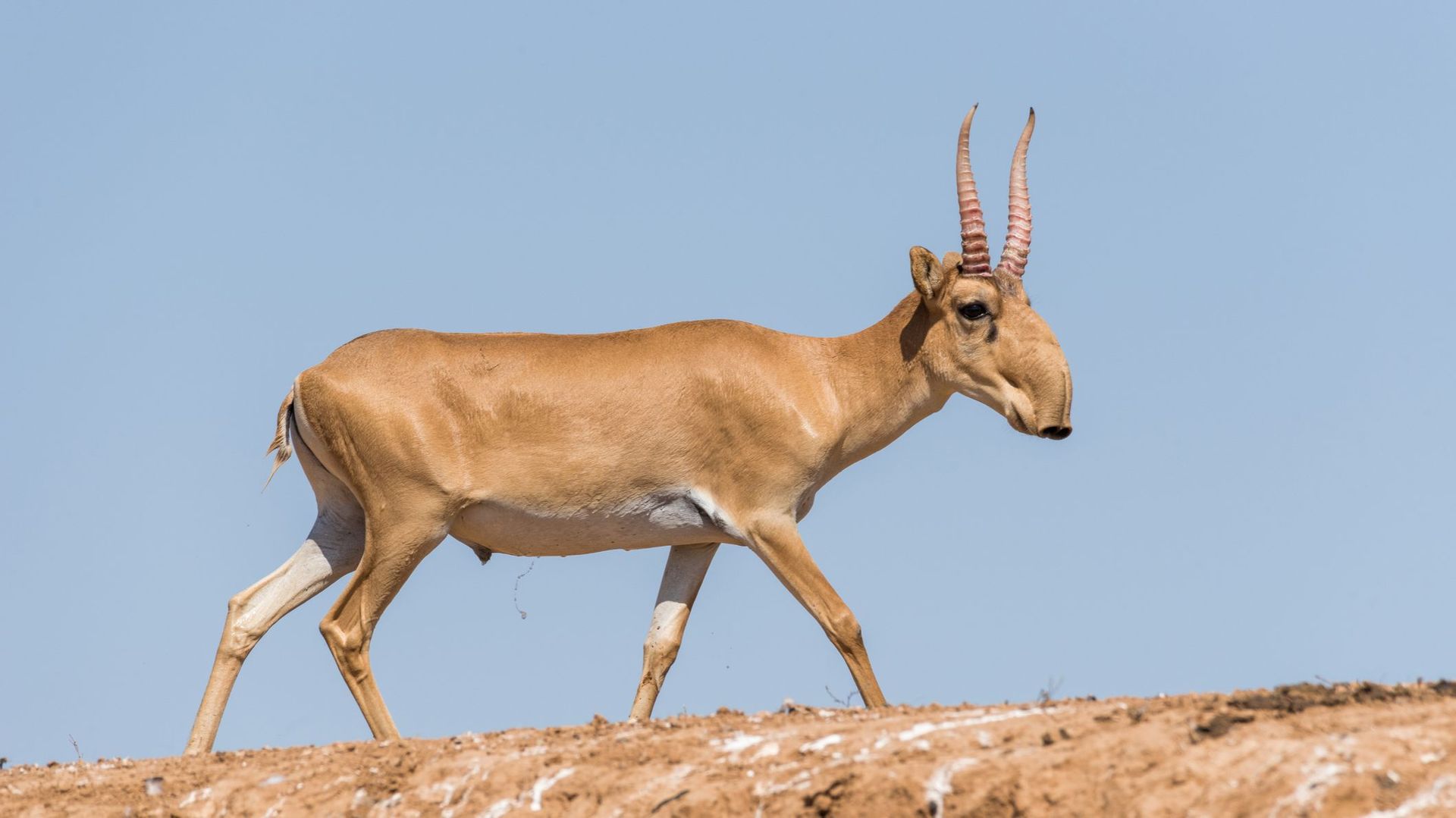 La saïga (saiga tatarica) est une espèce d'antilope vivant sur les steppes d'Asie centrale