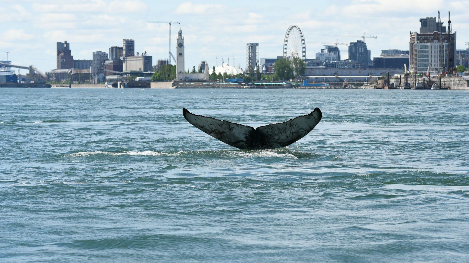 Canada : égarée, une baleine à bosse aperçue à Montréal