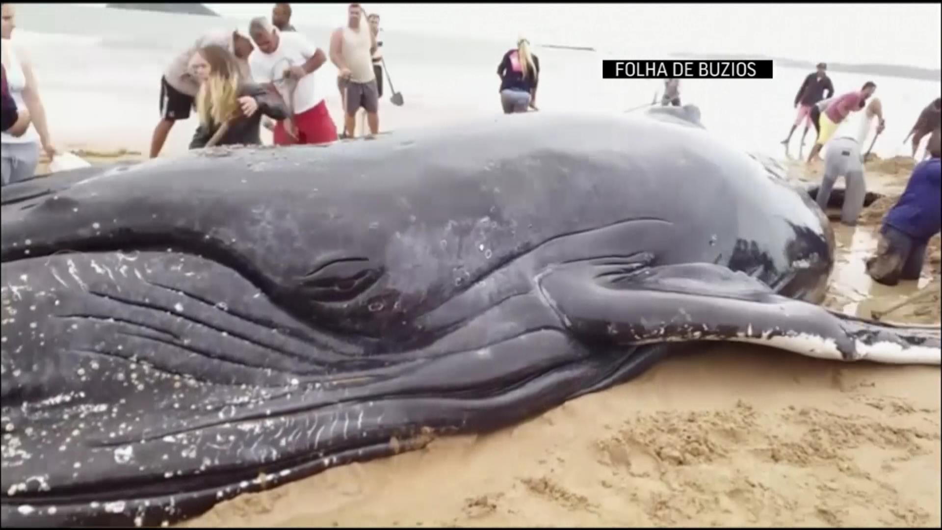 Brésil: opération délicate pour remettre une baleine à bosse, échouée sur la plage, dans l'océan  