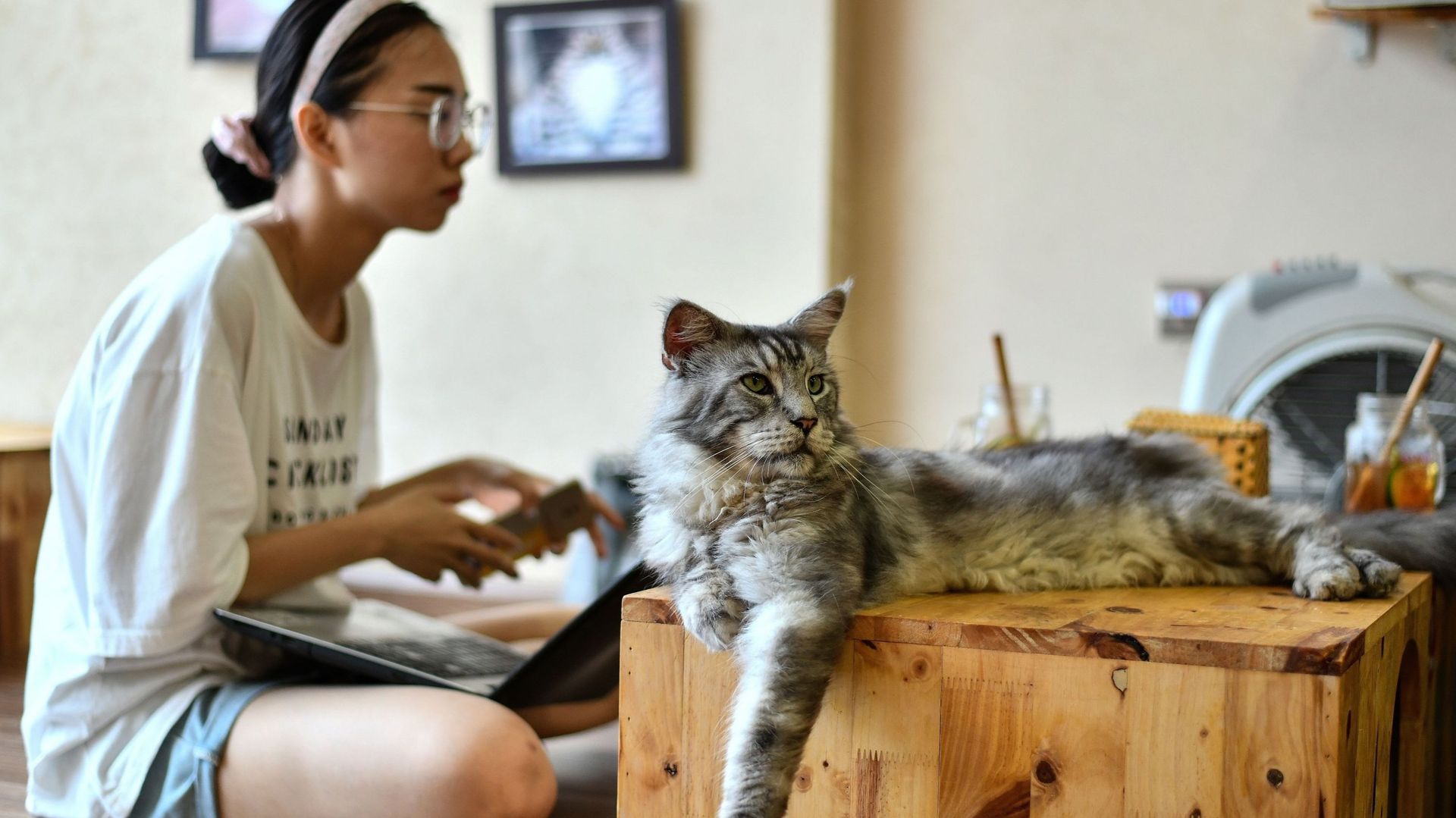 Au Vietnam, un café recueille des chats à adopter