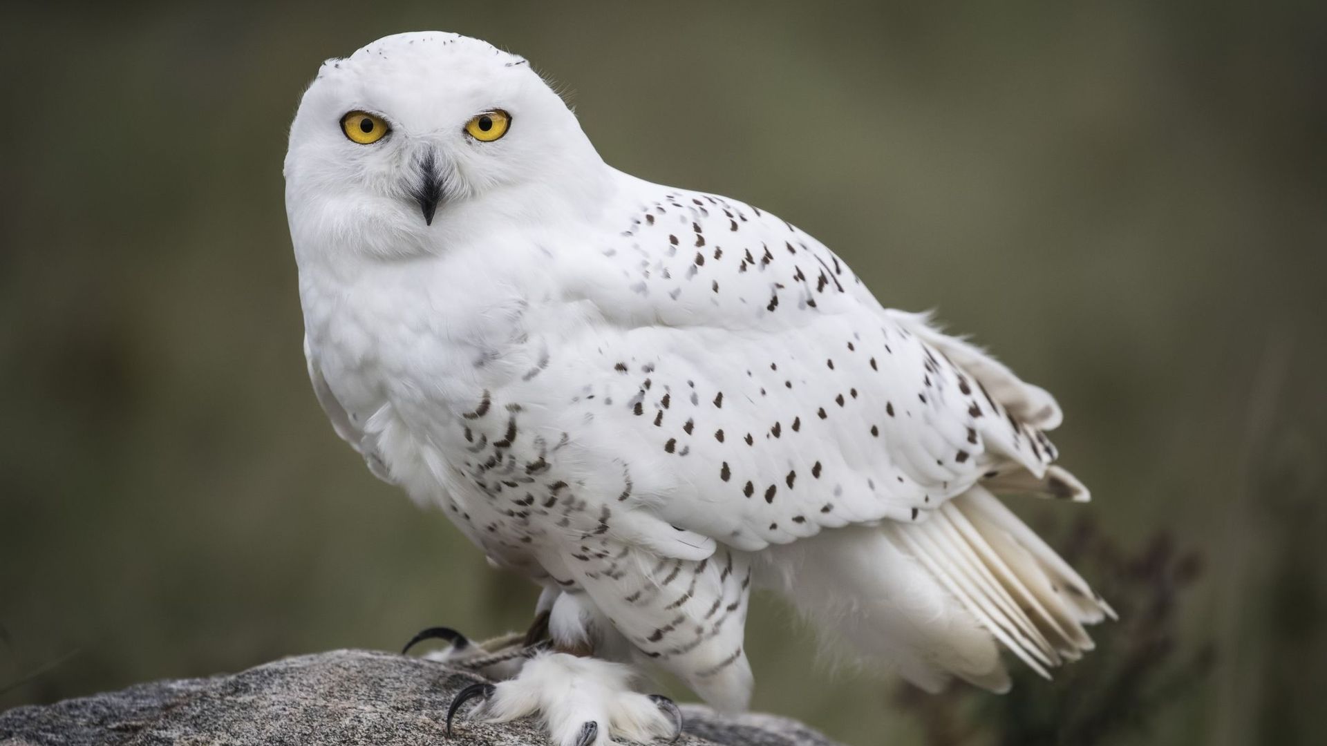 Alerte au Canada : le WWF dénonce le "plus grave" déclin de la faune en 50 ans