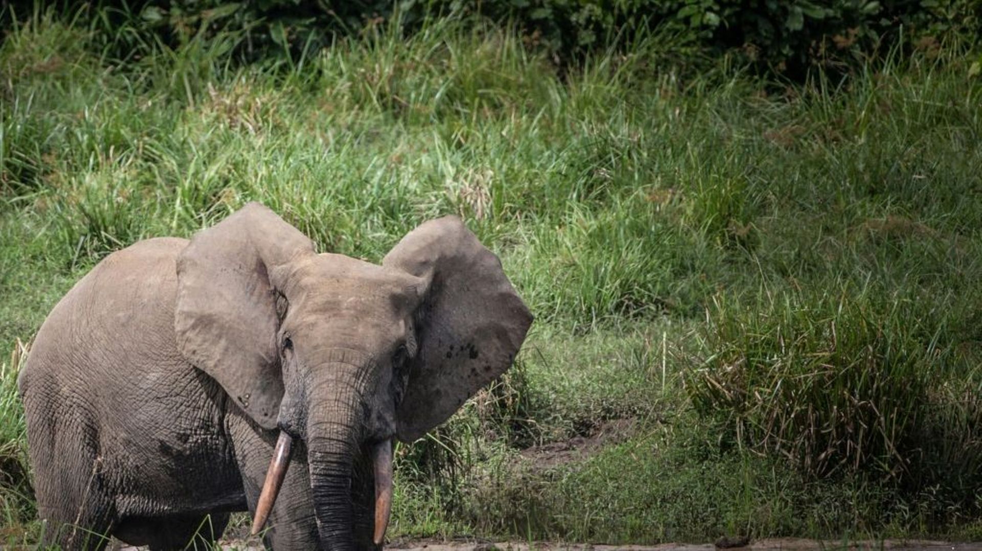 Eléphant d'Afrique du Gabon, photo du 26 avrl 2019.